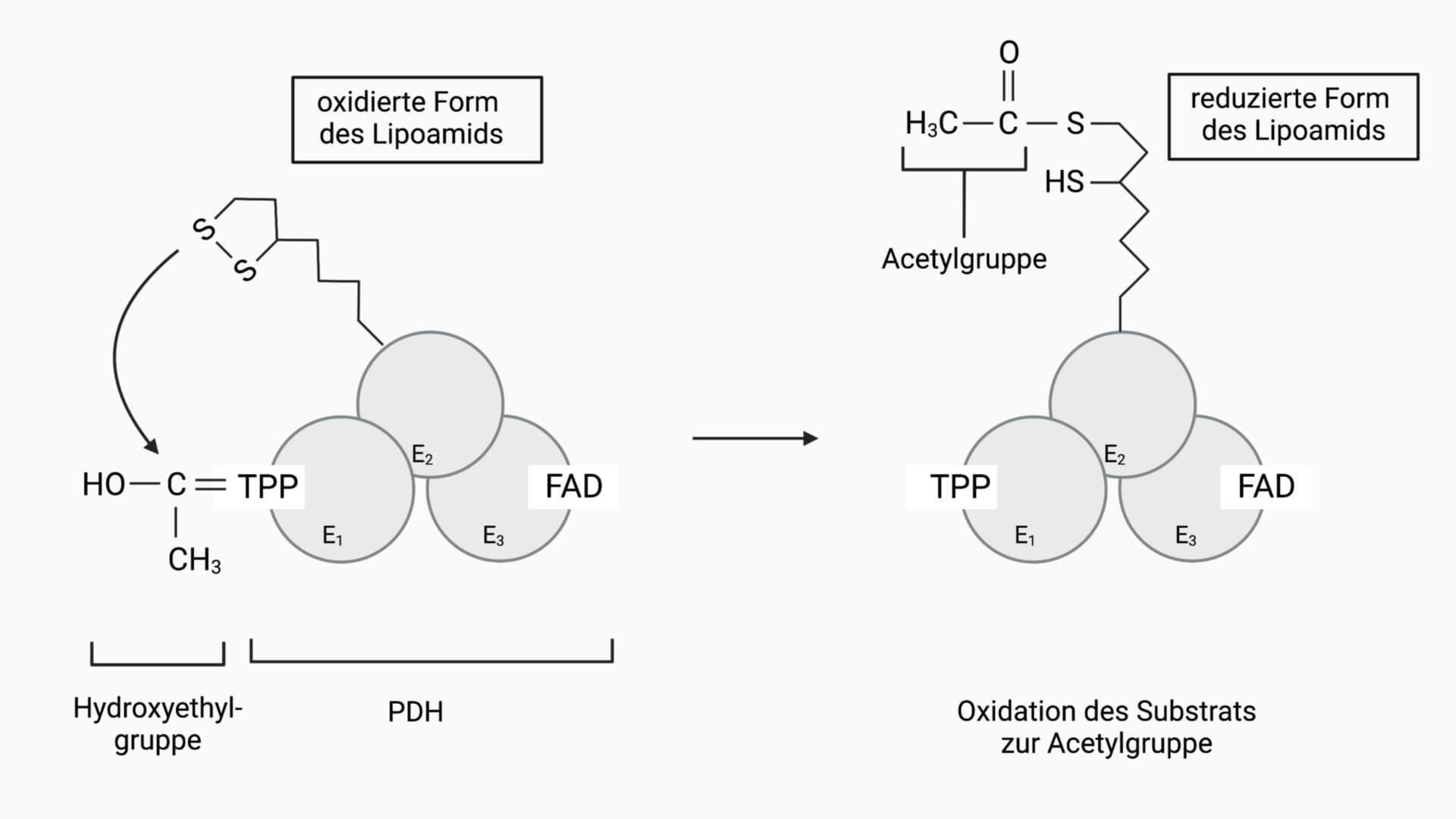 2. Reaktionsschritt der Pyruvatdehydrogenase
