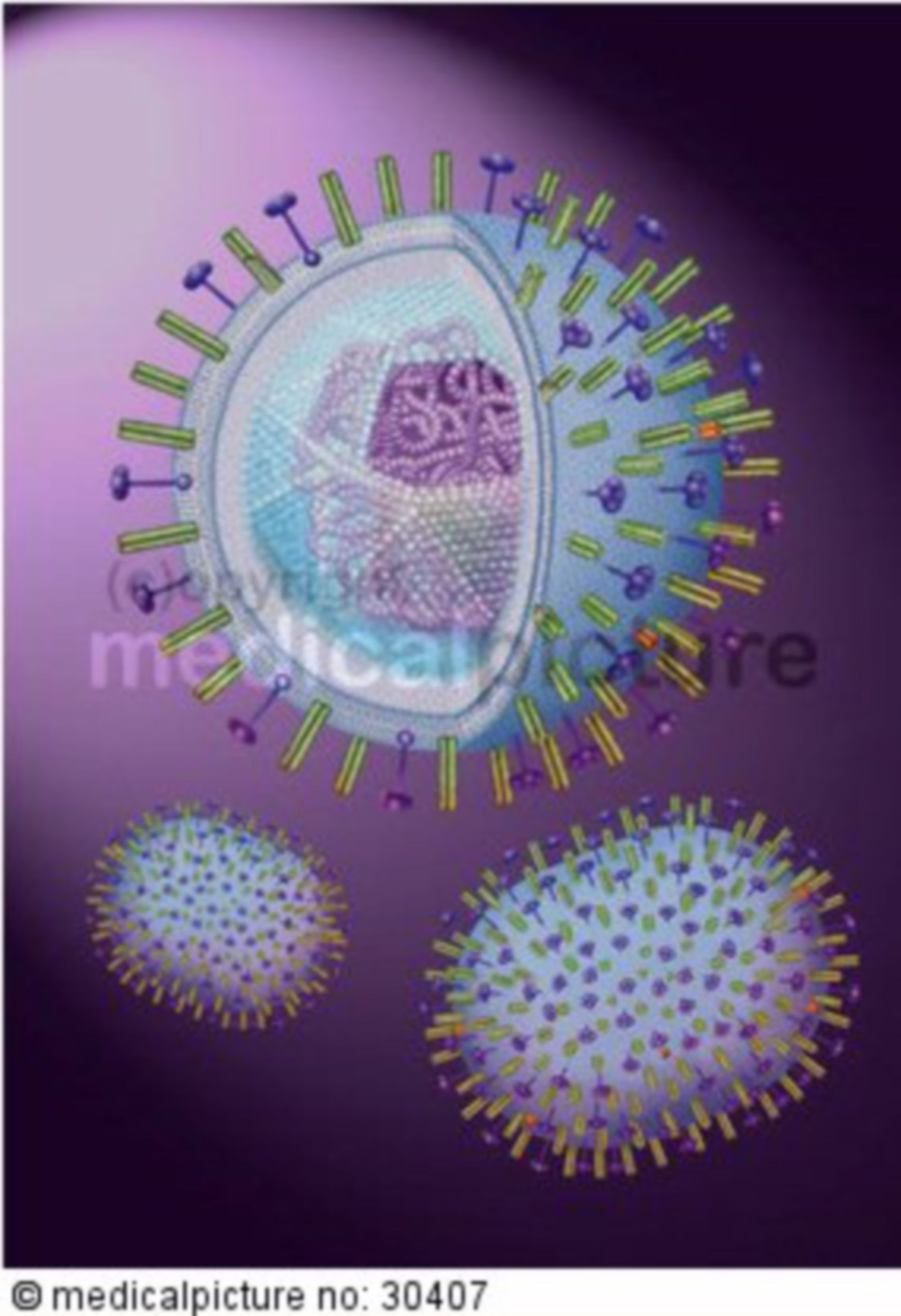  H5N1 Virus mit DNA, Influenza-A Virus with RNA, Vogelgrippe, avian influenza, bird flu 