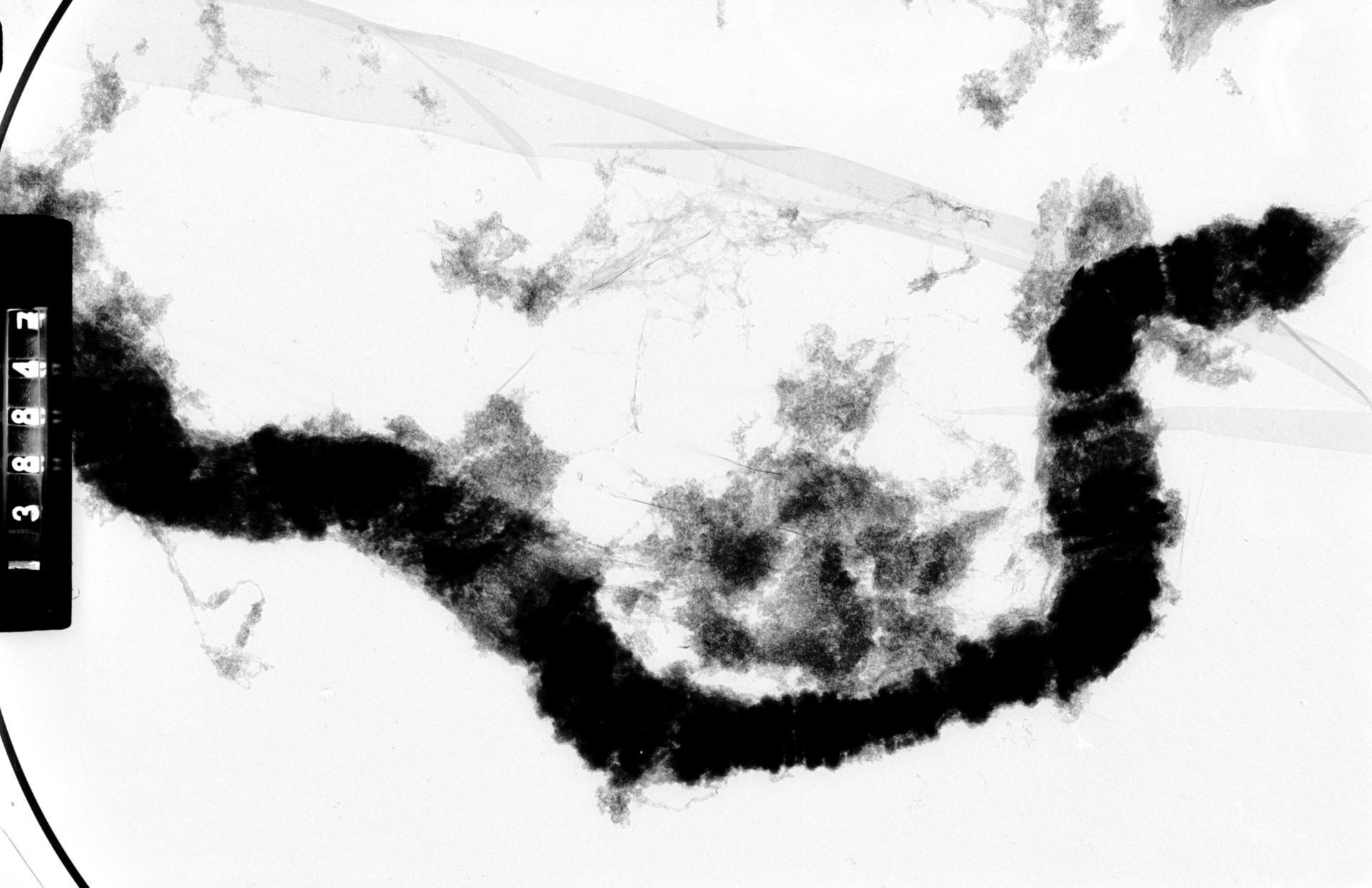Drosophila melanocephala (Polytene chromosome) - CIL:35436