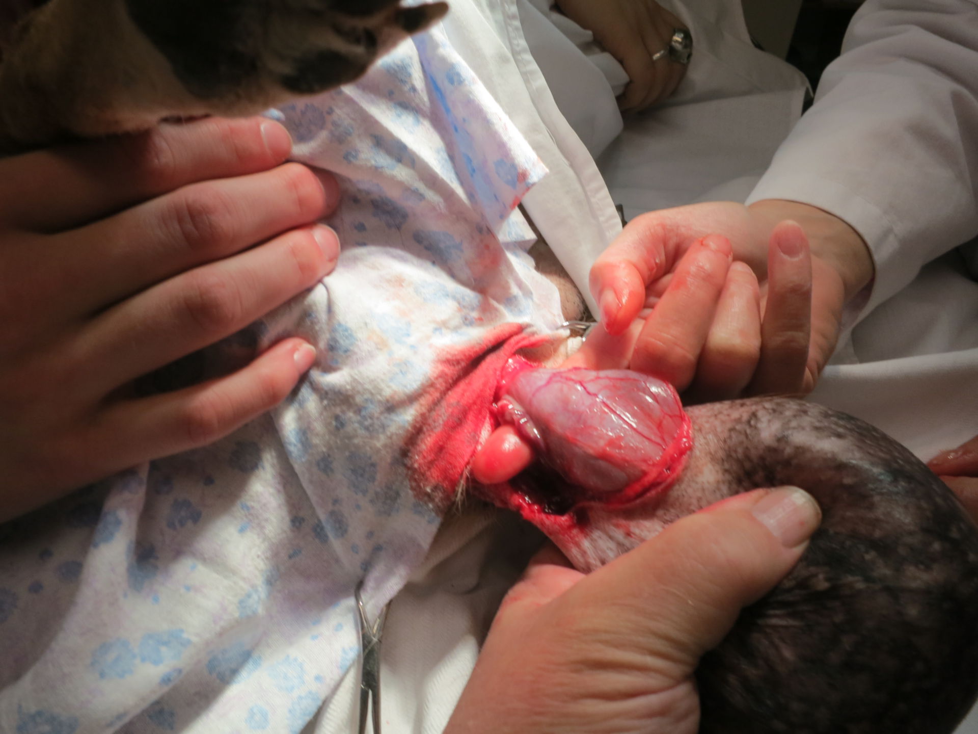 Tumor testicular - lado derecho del perro (3)