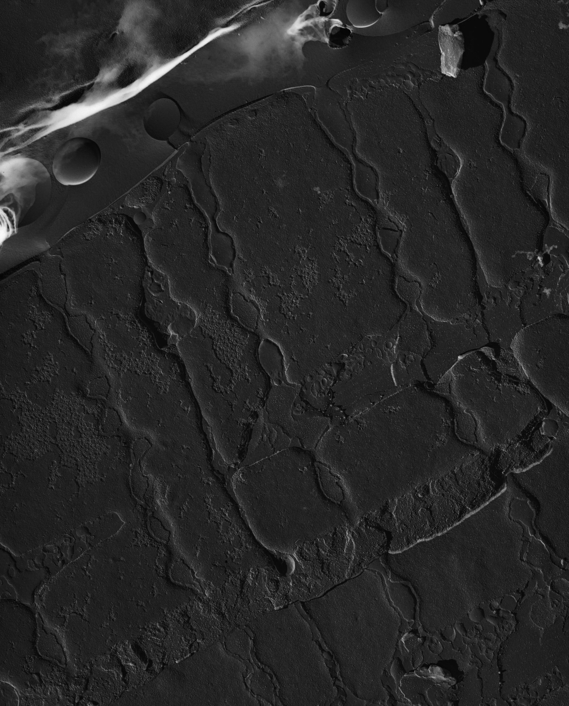 Damselfly (Sarcoplasmic reticulum) - CIL:18473