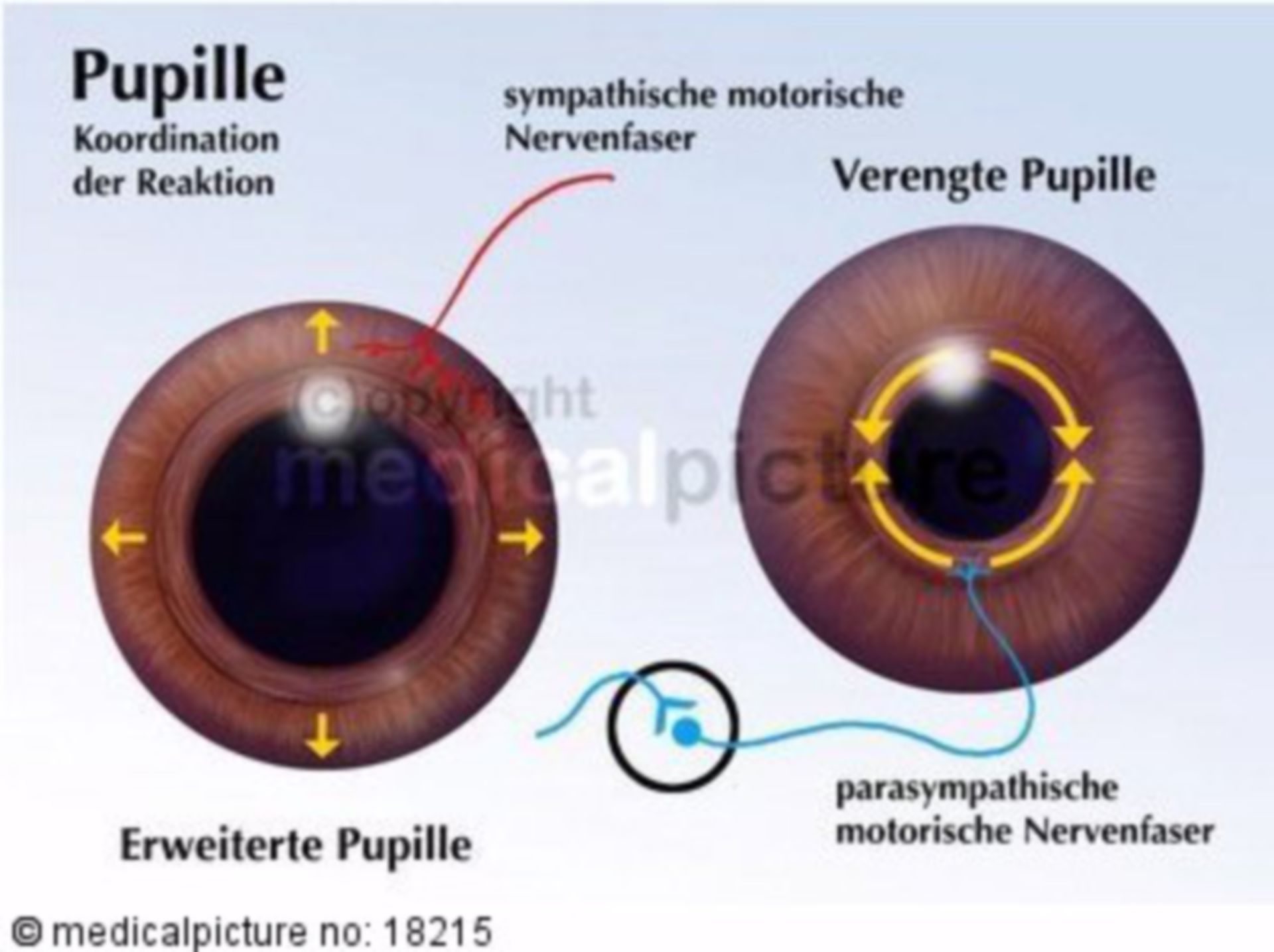 Pupil, pupil dilation, pupil constriction