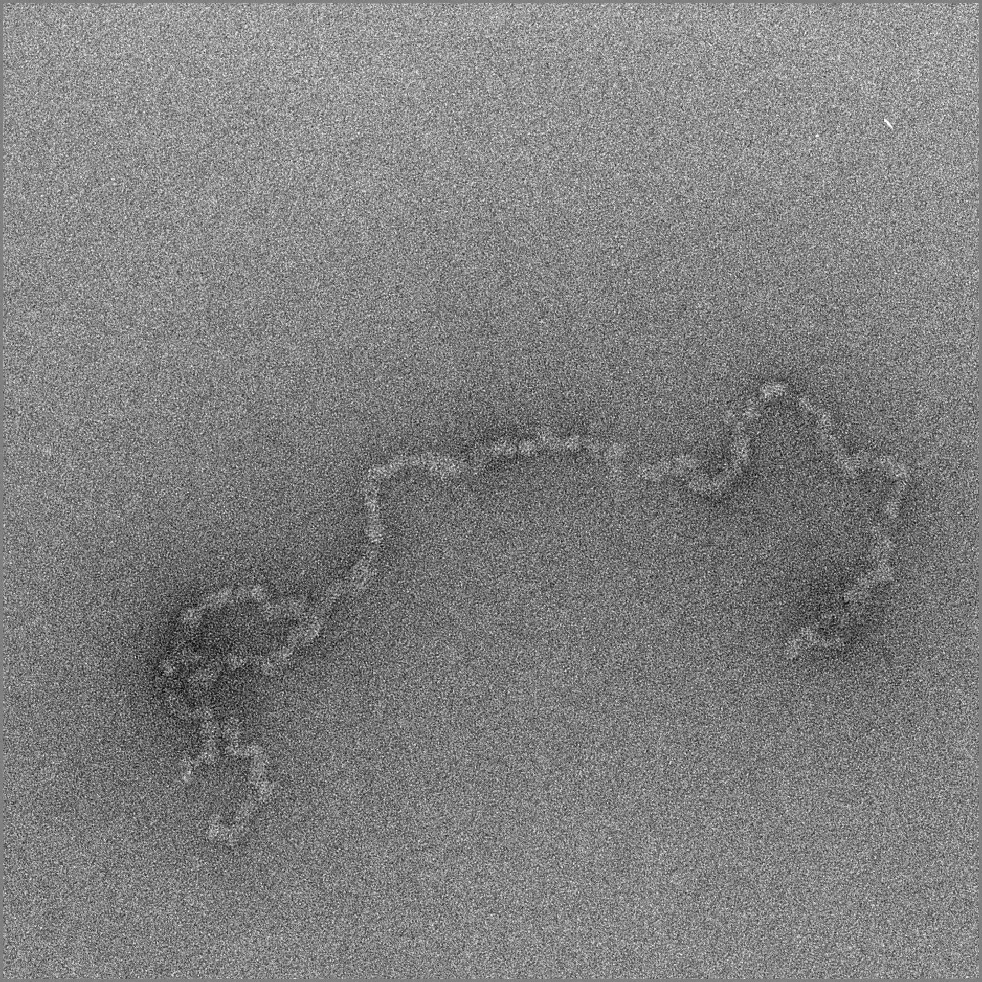 Gallus gallus gallus (Erythrocyte) - CIL:120