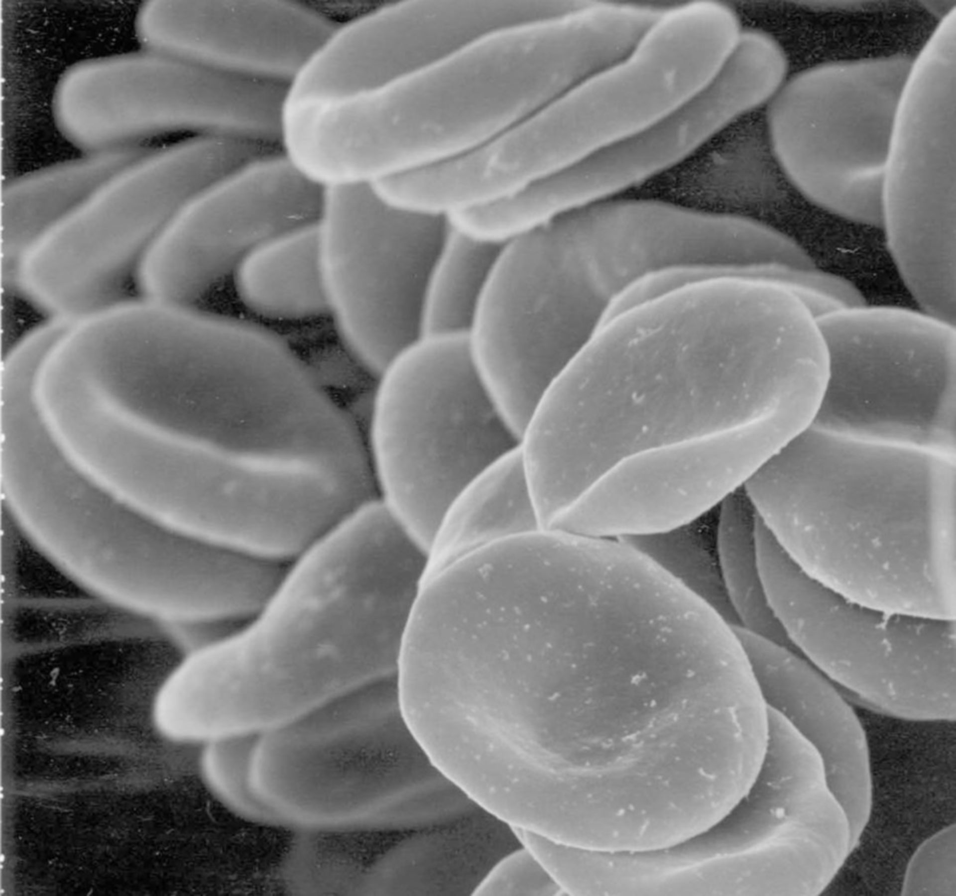Homo sapiens (Erythrocyte) - CIL:221