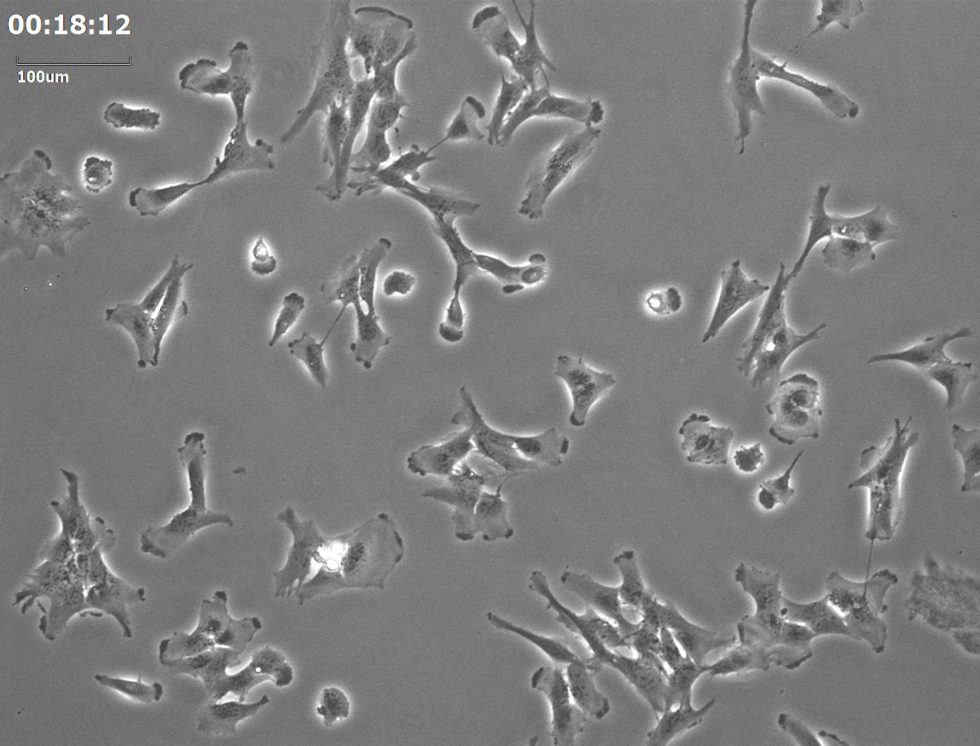 Homo sapiens (Retinal pigment epithelium) - CIL:35201