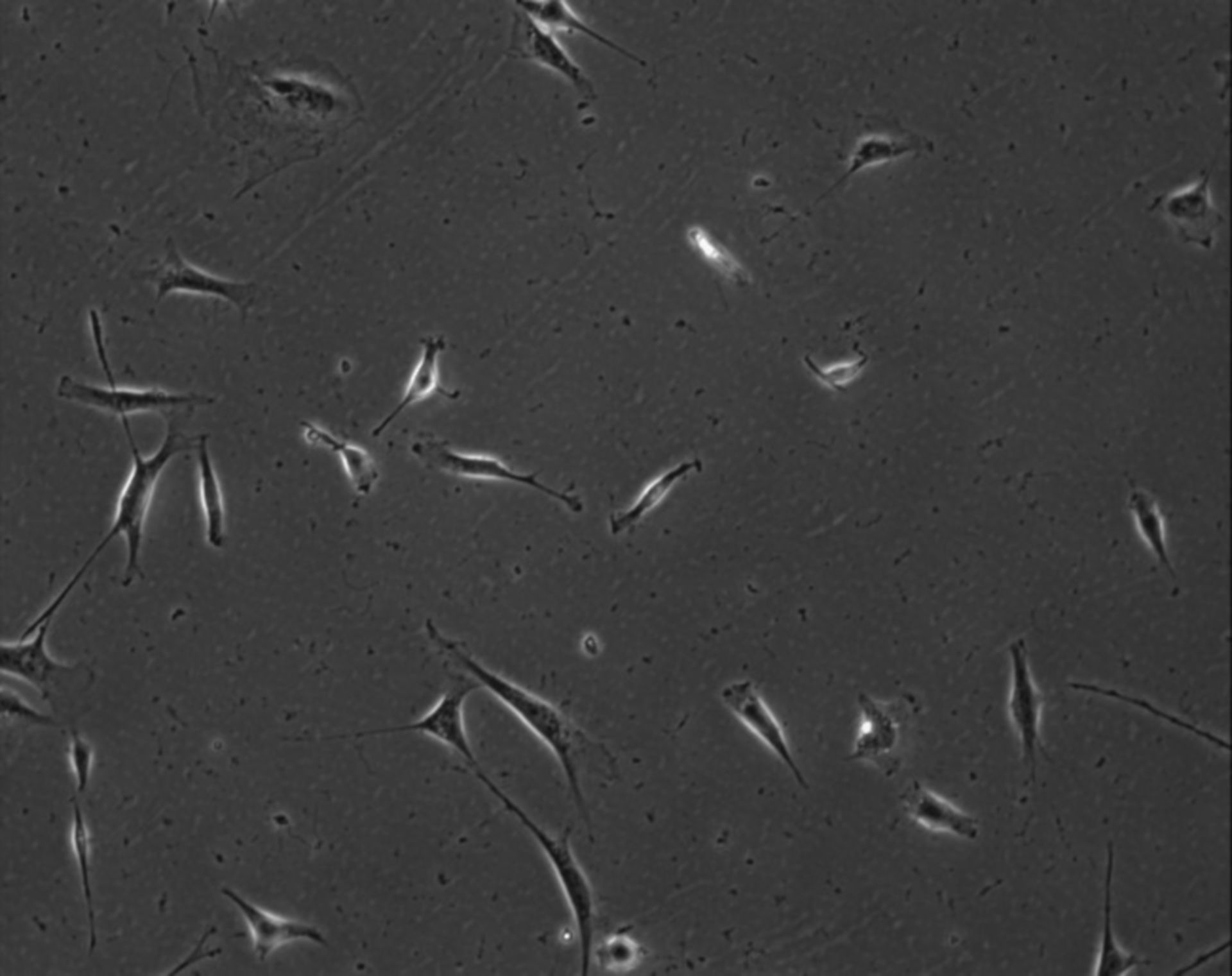 Mus musculus (Extracellular matrix part) - CIL:7822