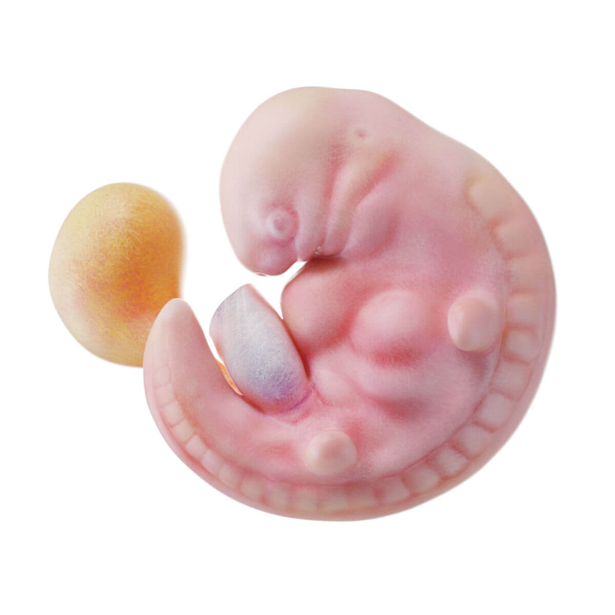 Embryogenese (6. SSW)