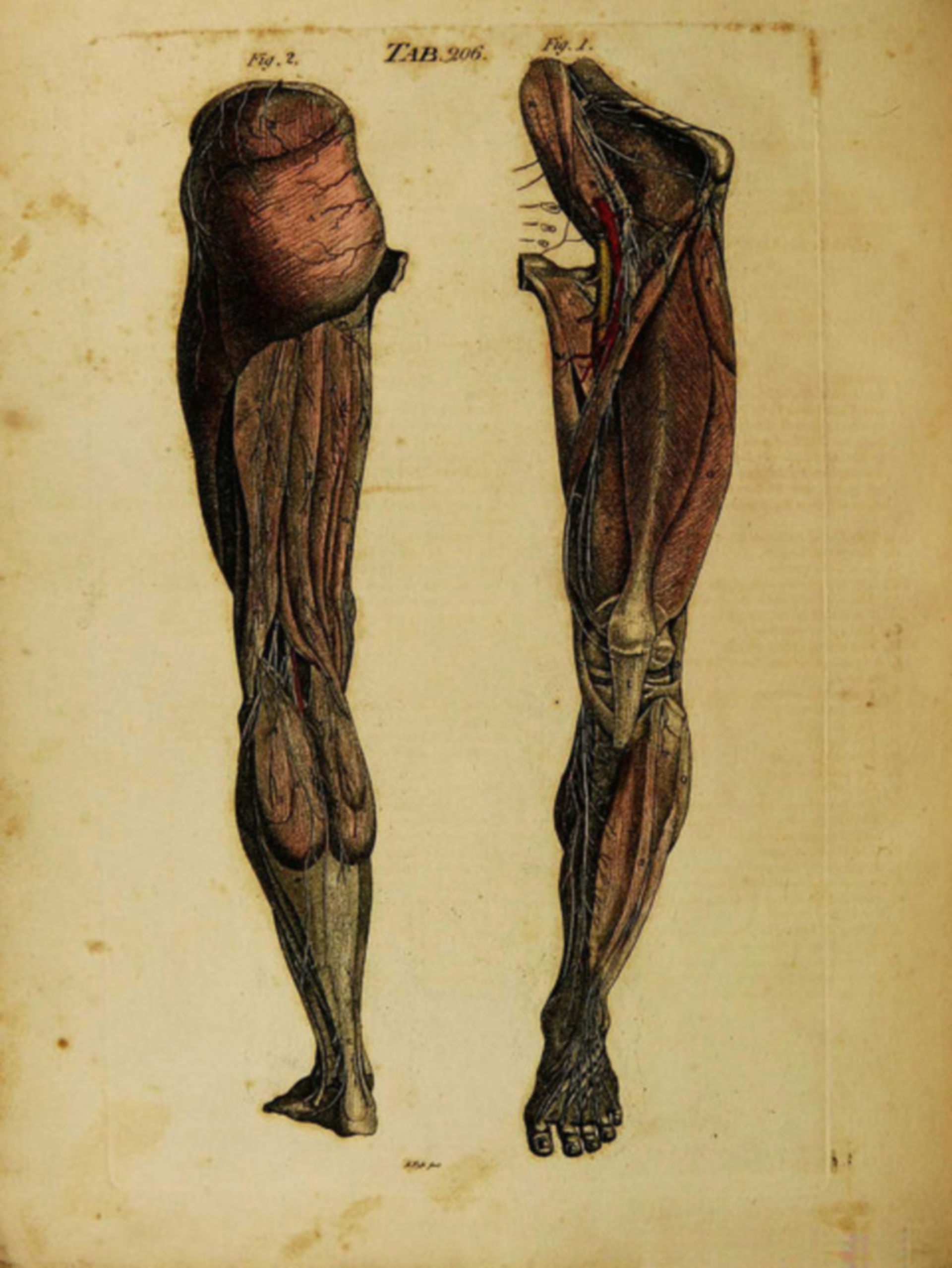 Muskulatur des Beines