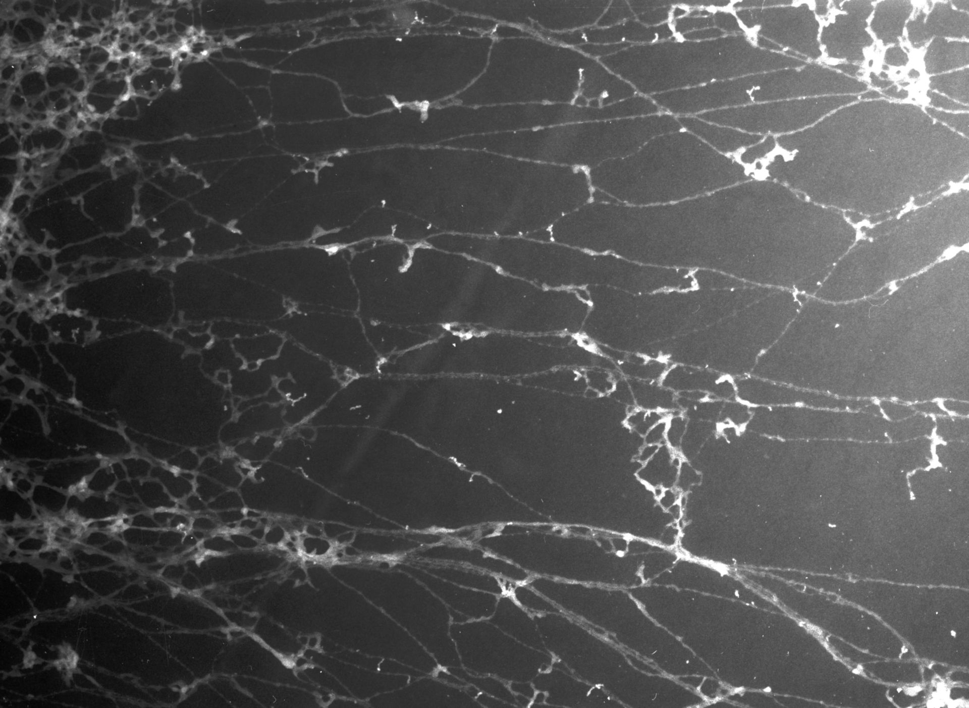 Gallus gallus (Nuclear chromatin) - CIL:10421