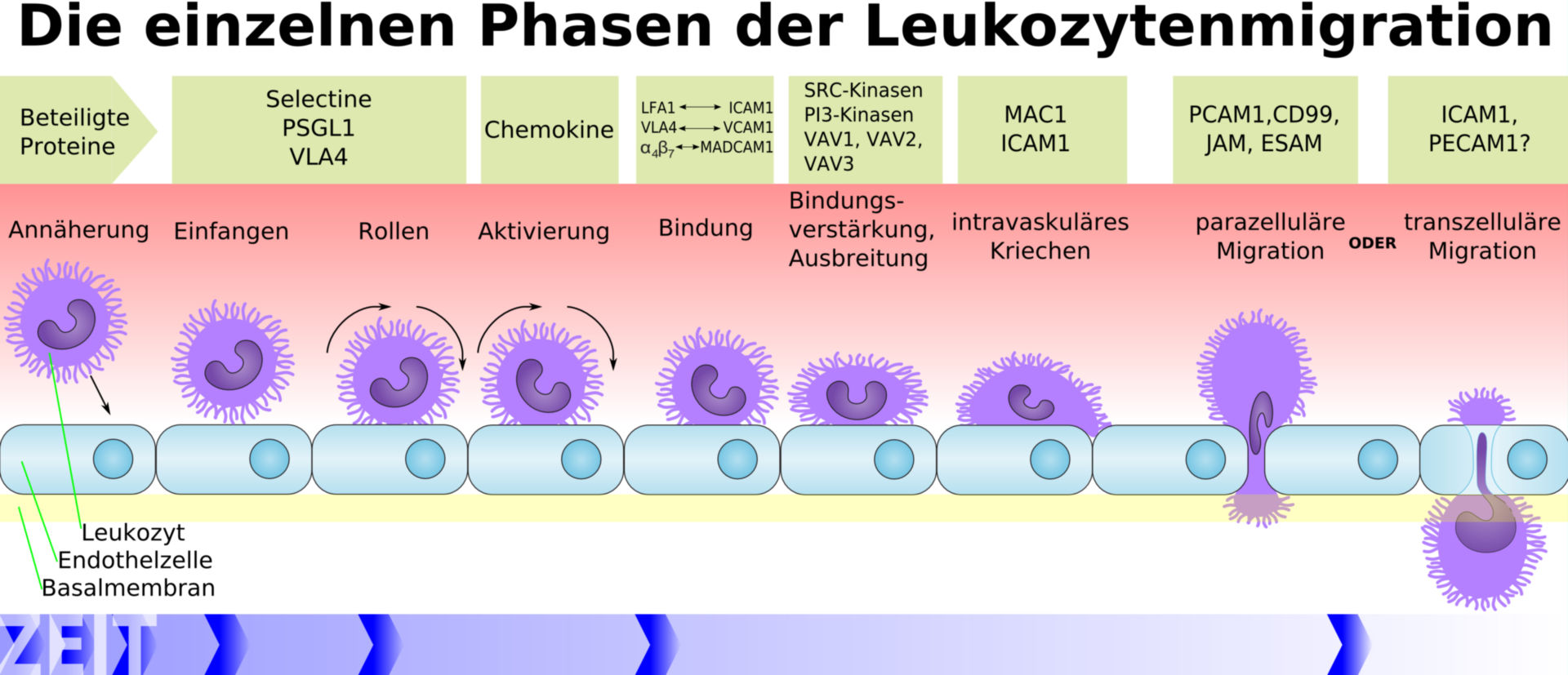Leukocyte migration (scheme)