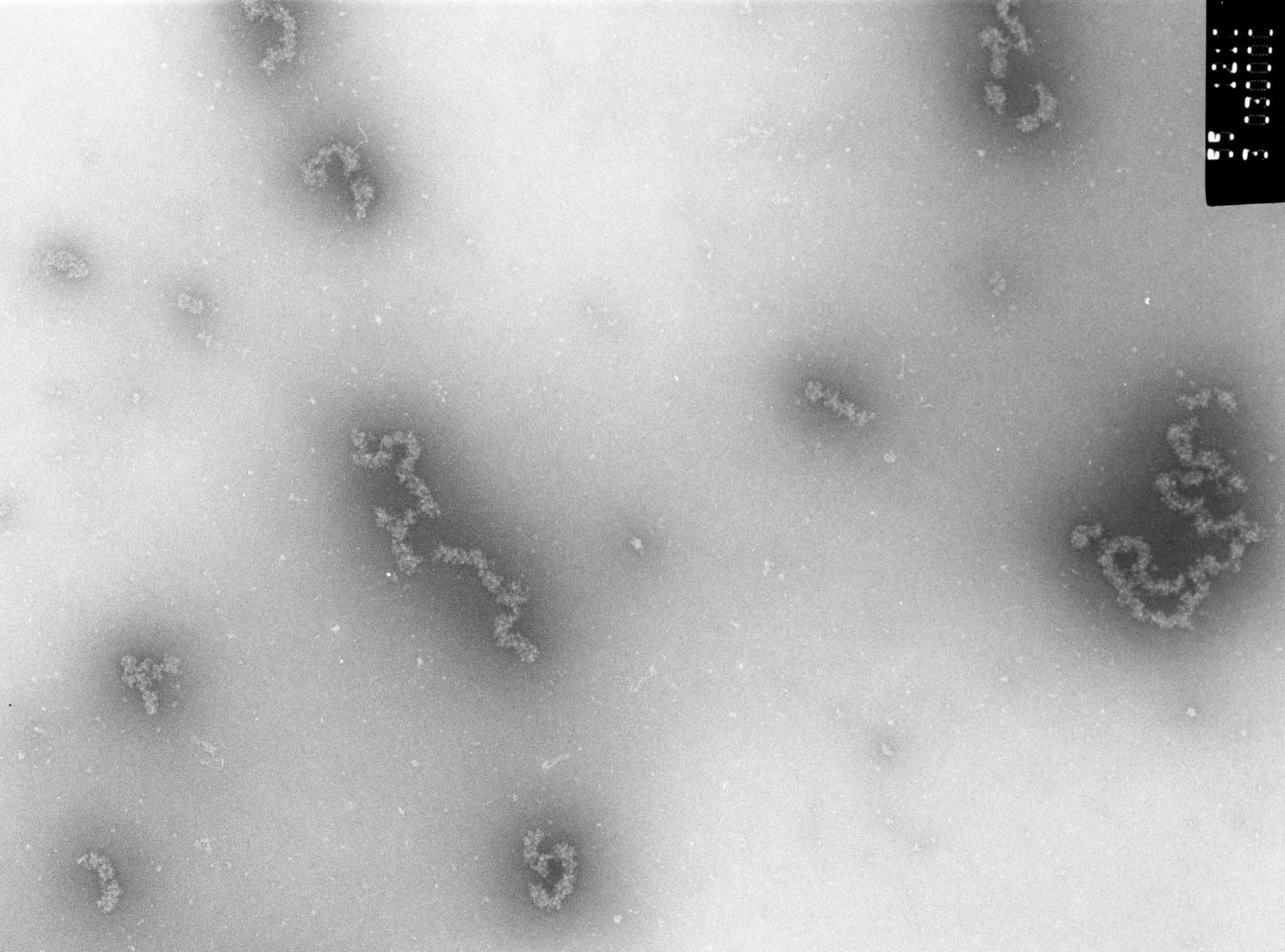 Necturus maculosus (Nucleate erythrocyte) - CIL:750