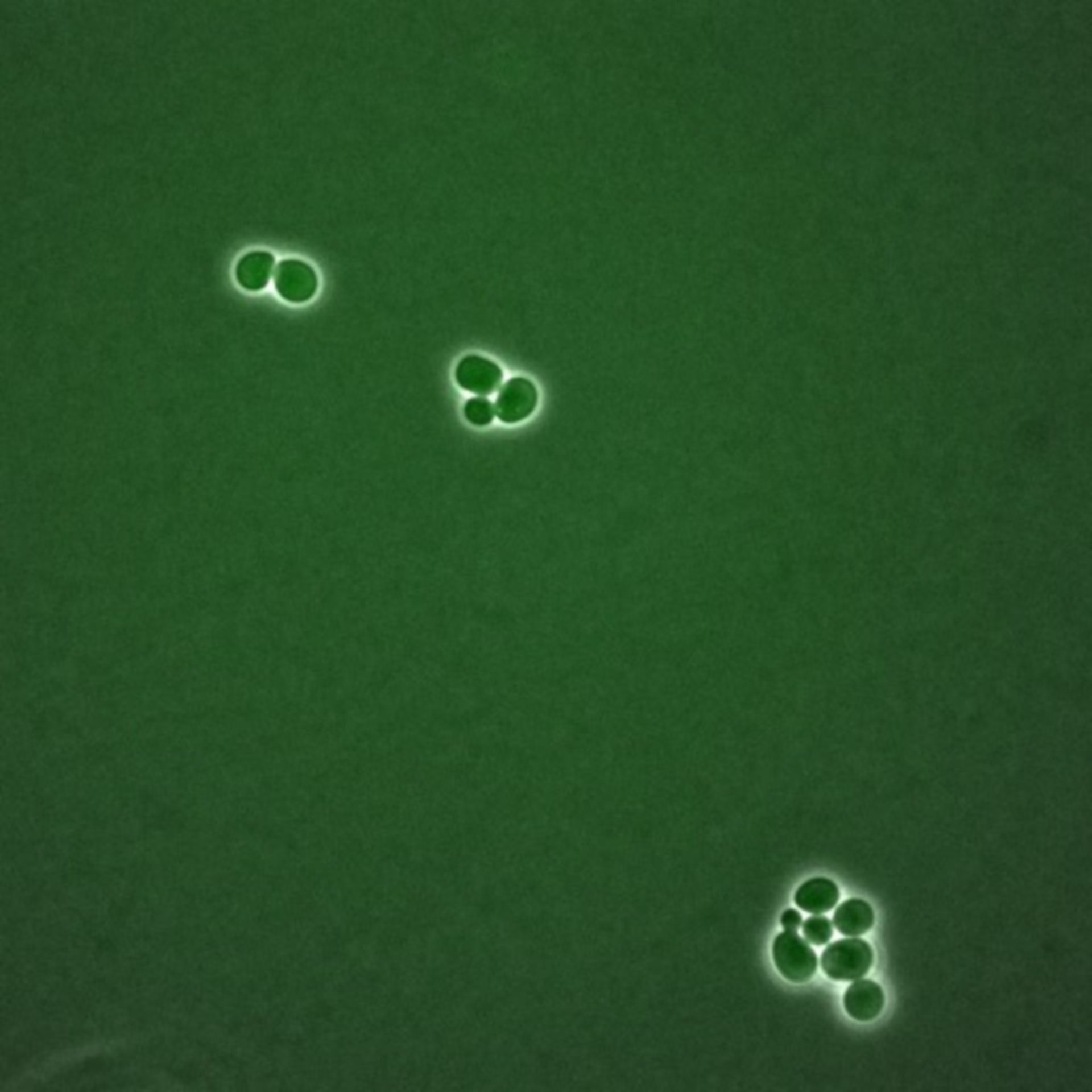 Saccharomyces cerevisiae (BUB2 protein) - CIL:35724