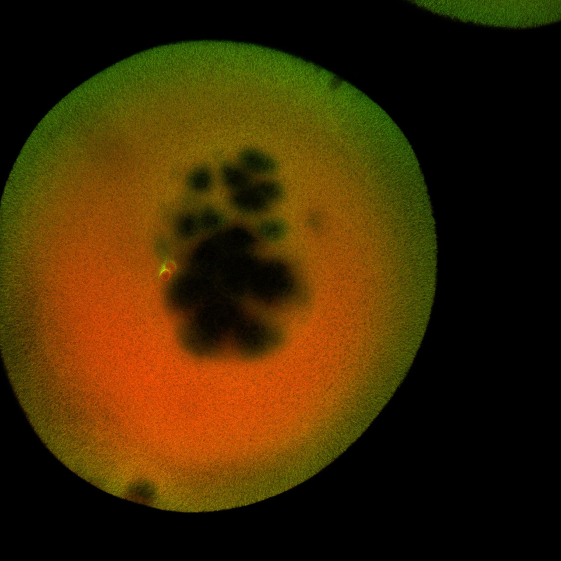 Xenopus laevis (DNA) - CIL:36525