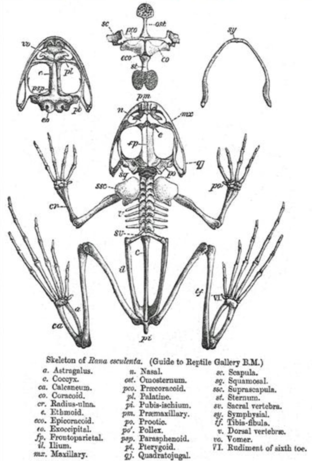 Amphibien (Rana spec.), Anatomie