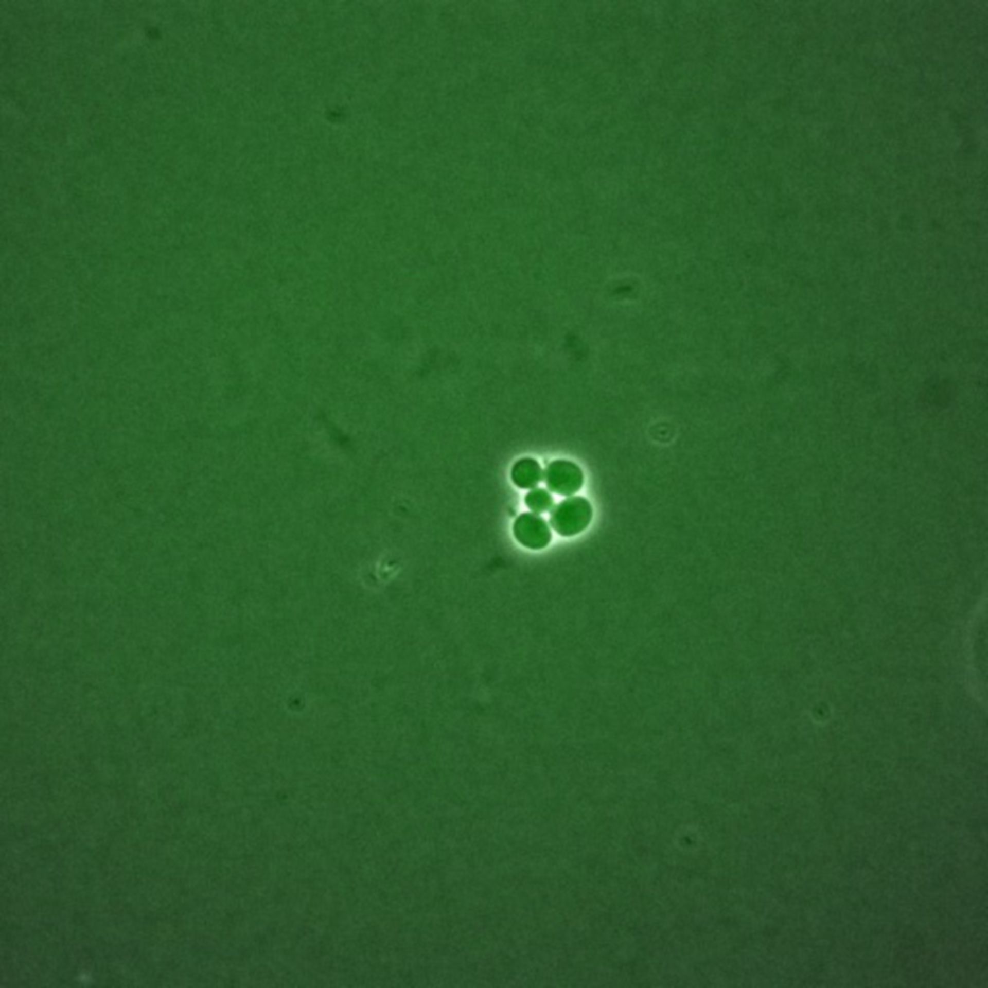 Saccharomyces cerevisiae (BUB2 protein) - CIL:35720