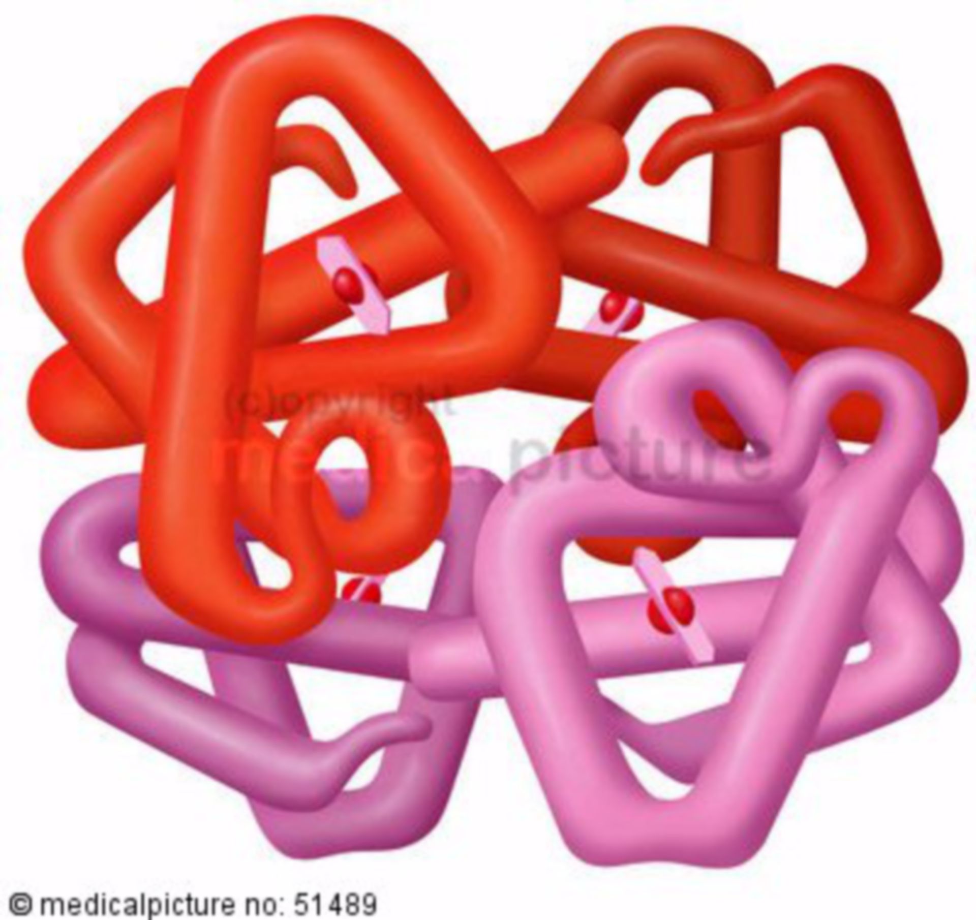 Hämoglobin-Molekül