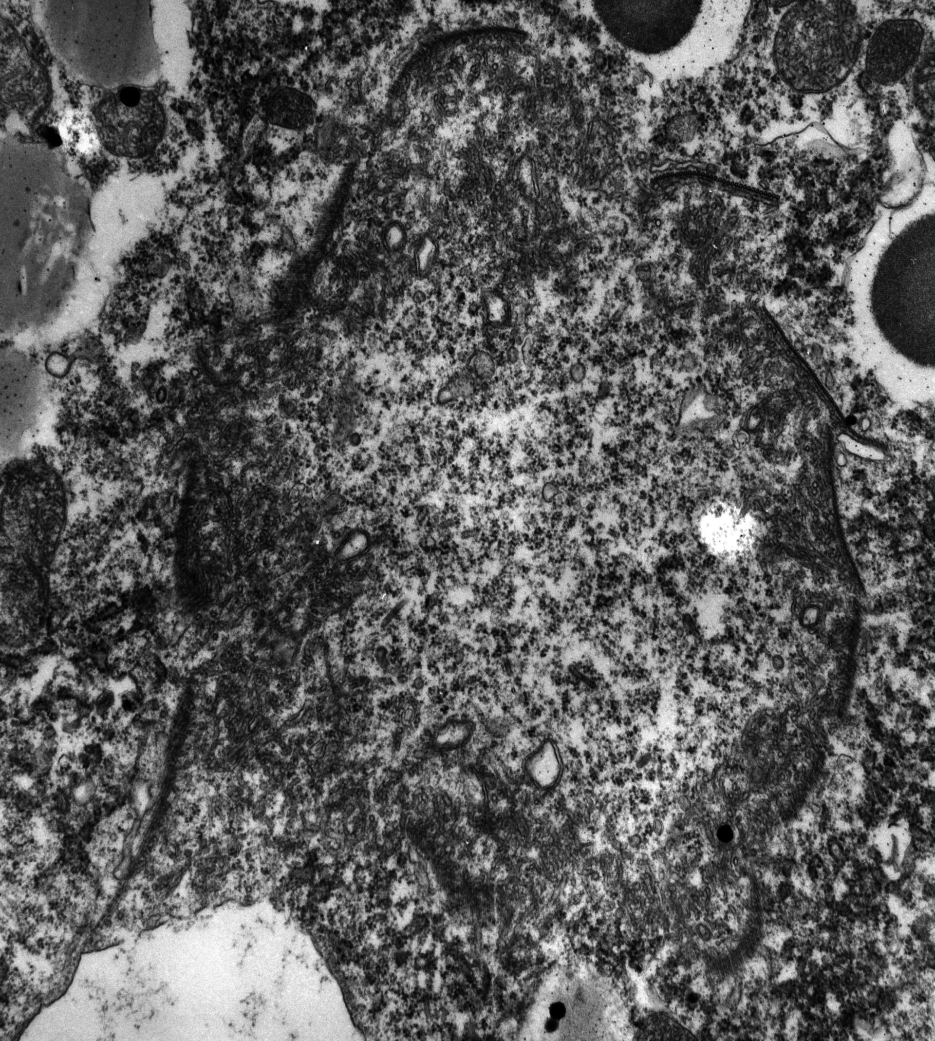 Paramecium multimicronucleatum (Microtubule associated complex) - CIL:12995