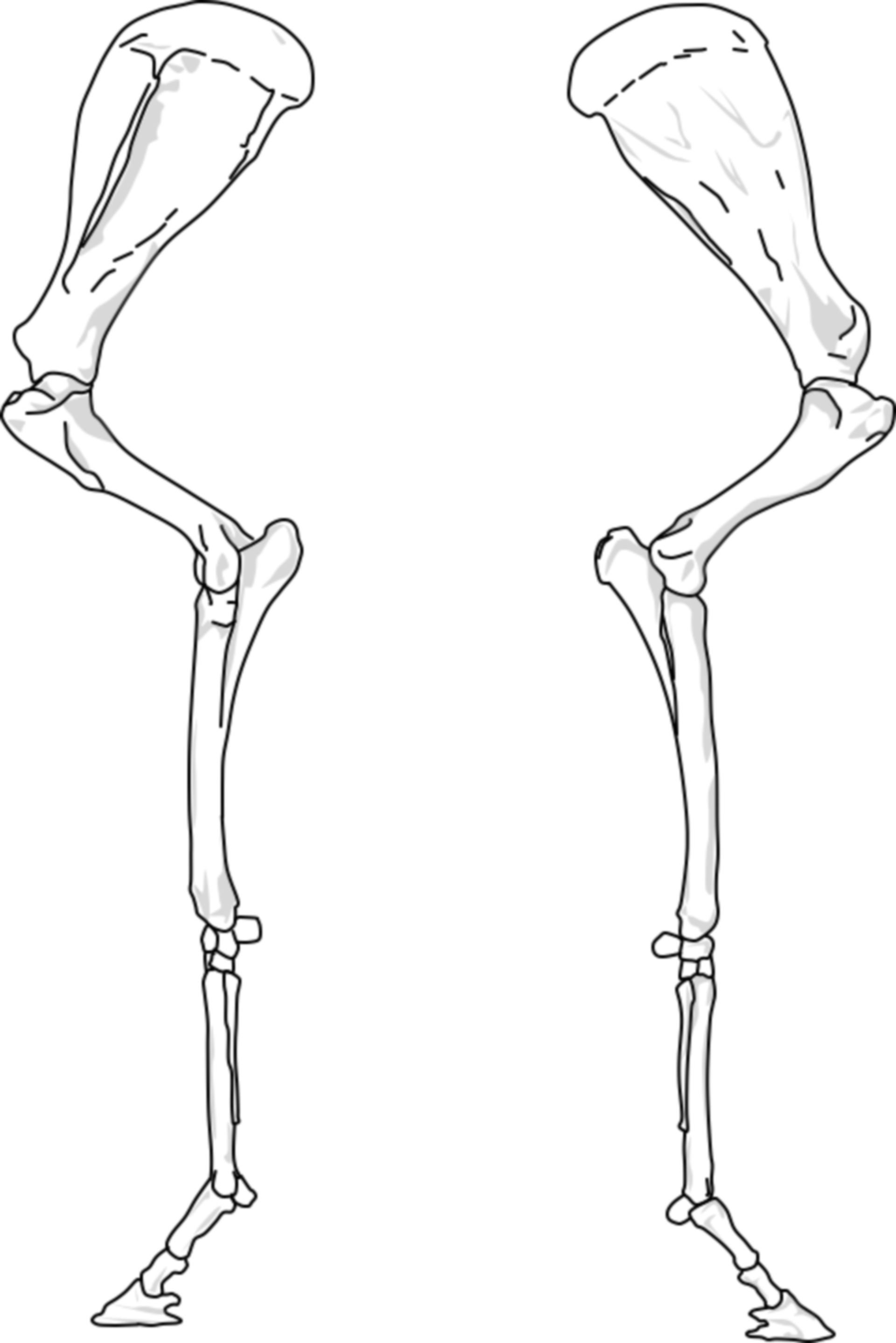 Pferd VE (lateral, medial)