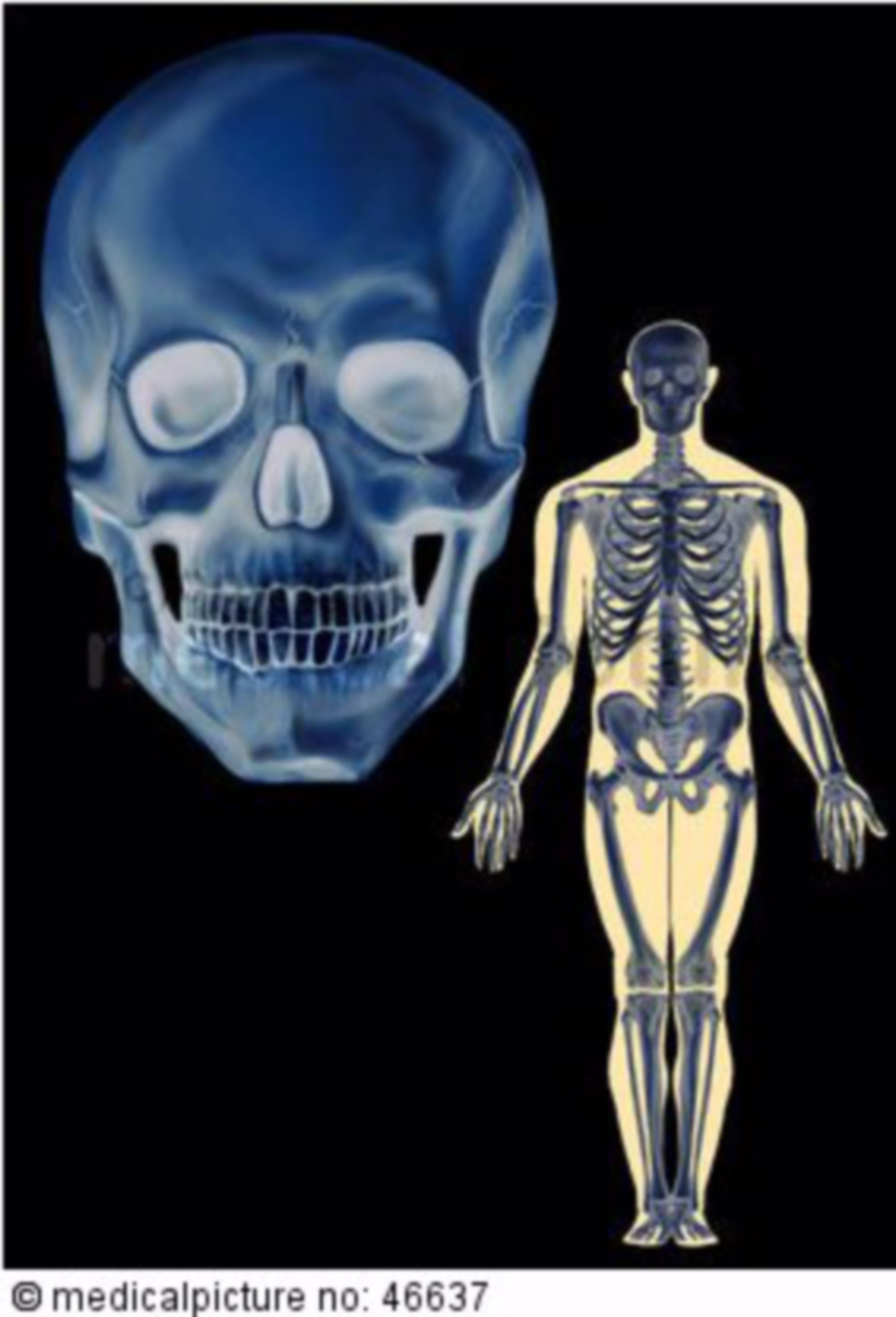  Menschliches Skelett und Schädel 
