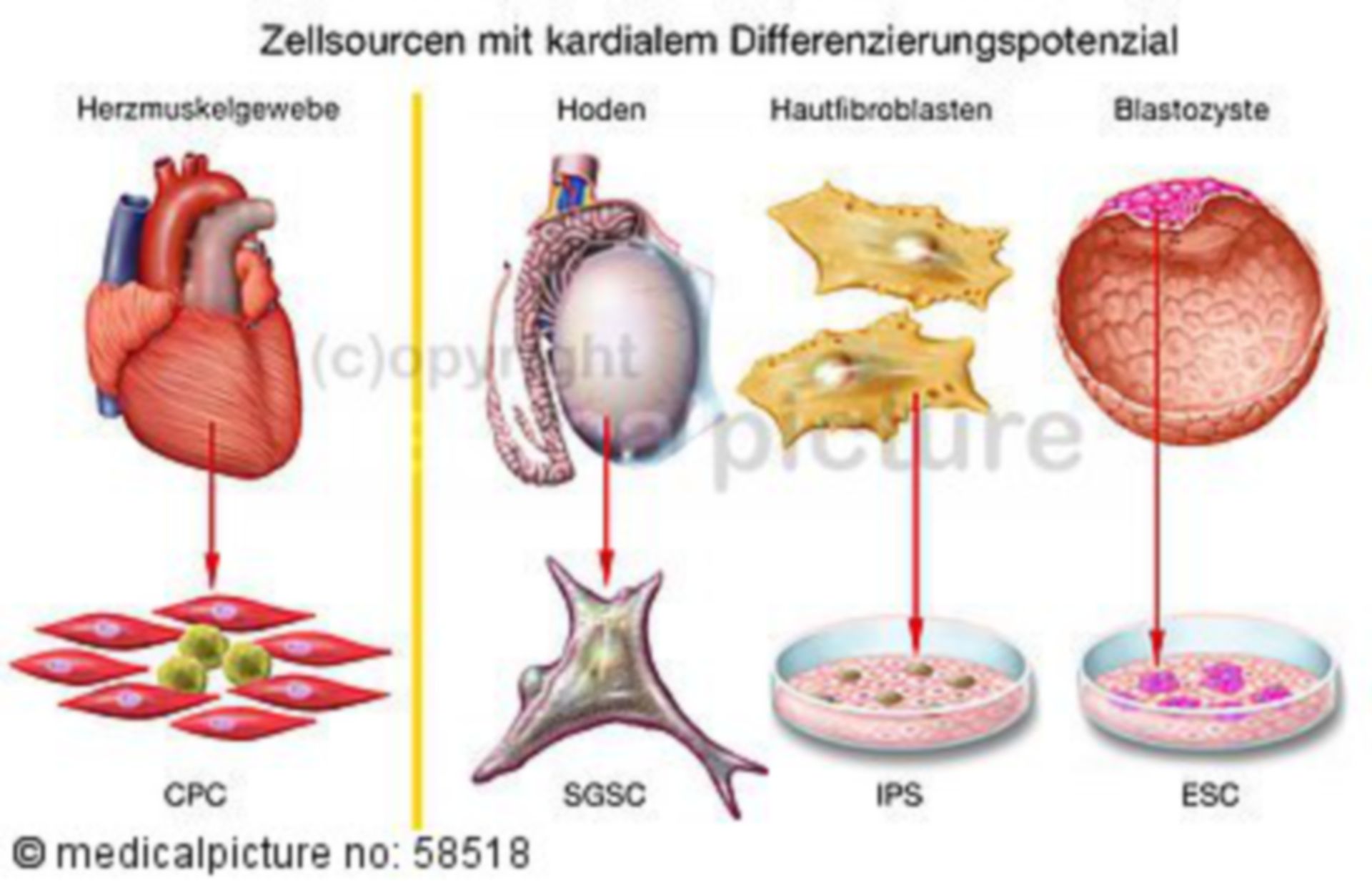  Stammzellgewinnung 
