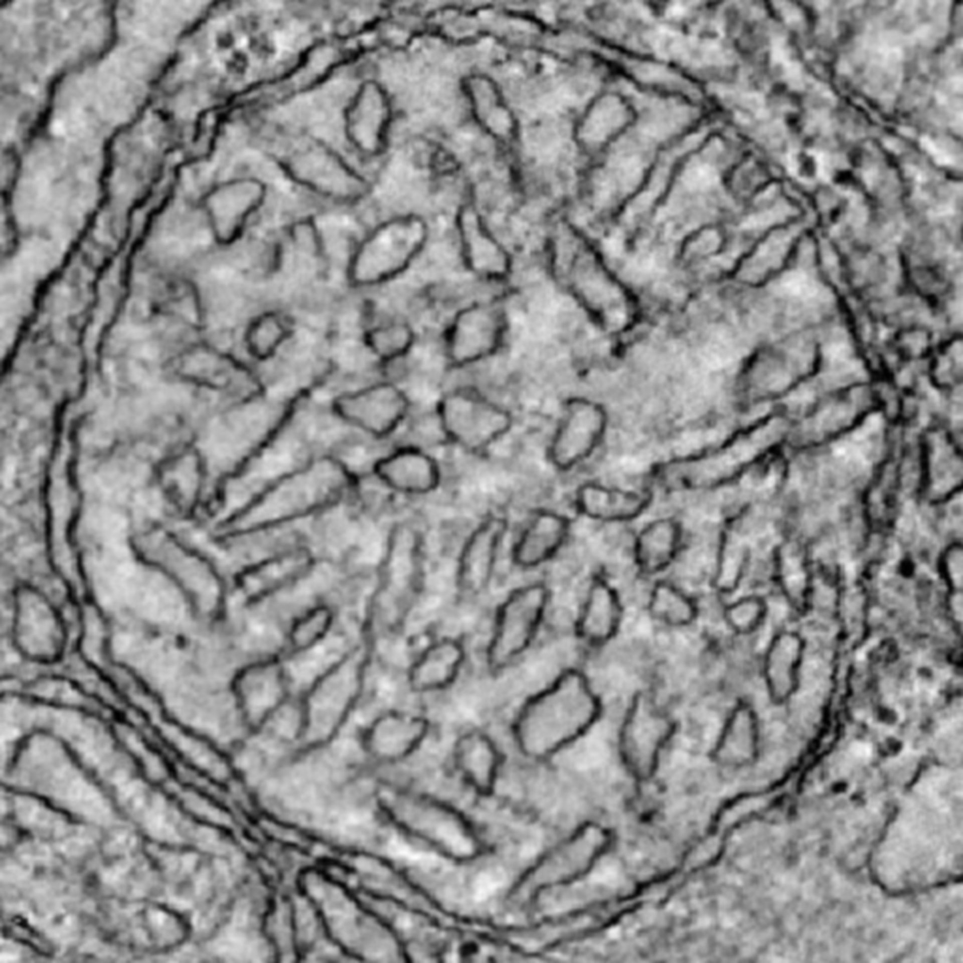 Mus musculus (Mitochondrion) - CIL:40169
