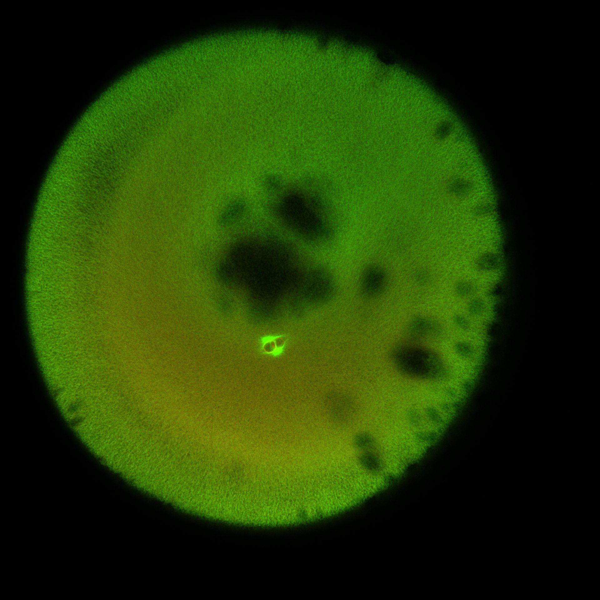 Xenopus laevis (DNA) - CIL:36530