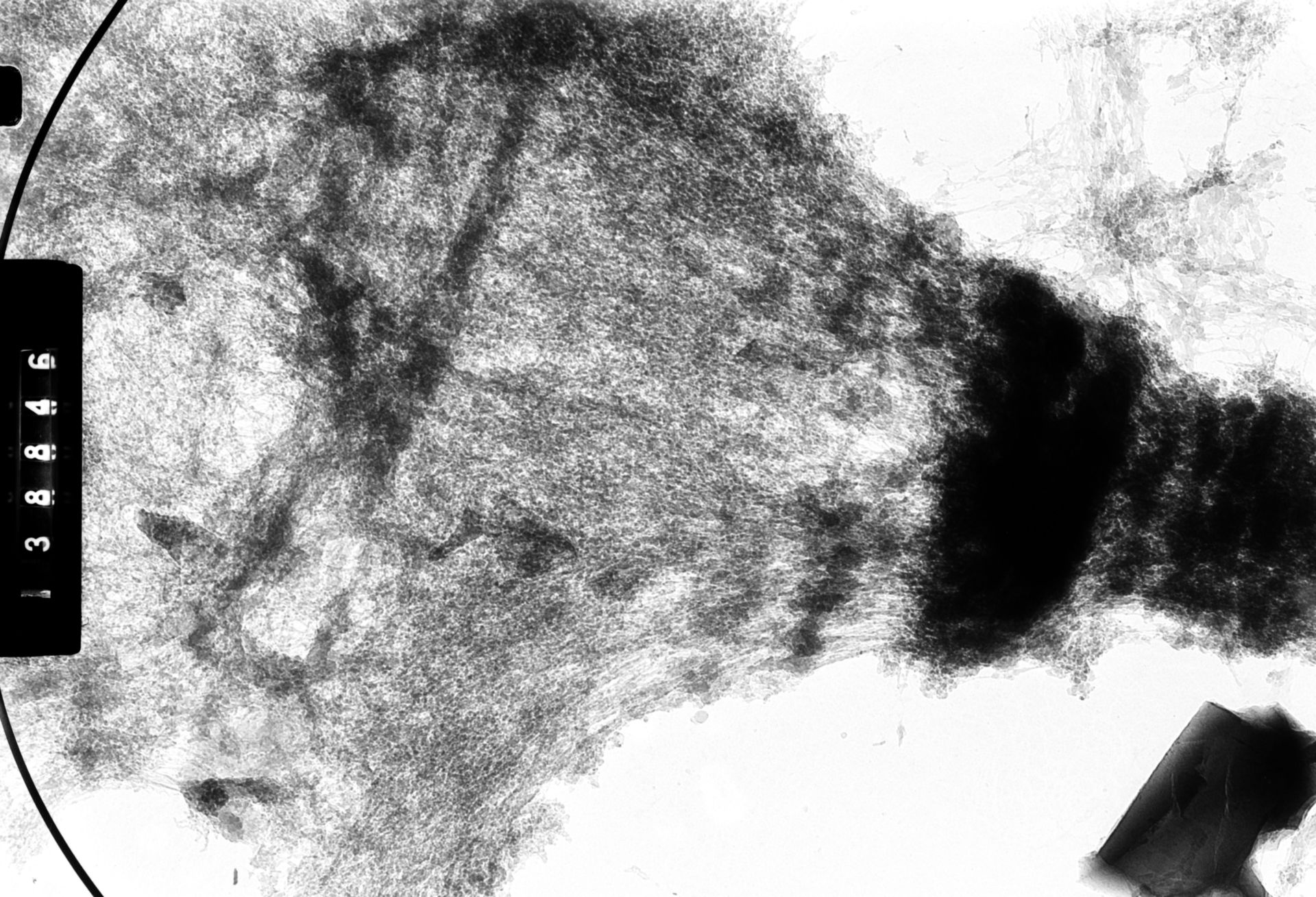 Drosophila melanocephala (Polytene chromosome) - CIL:35447