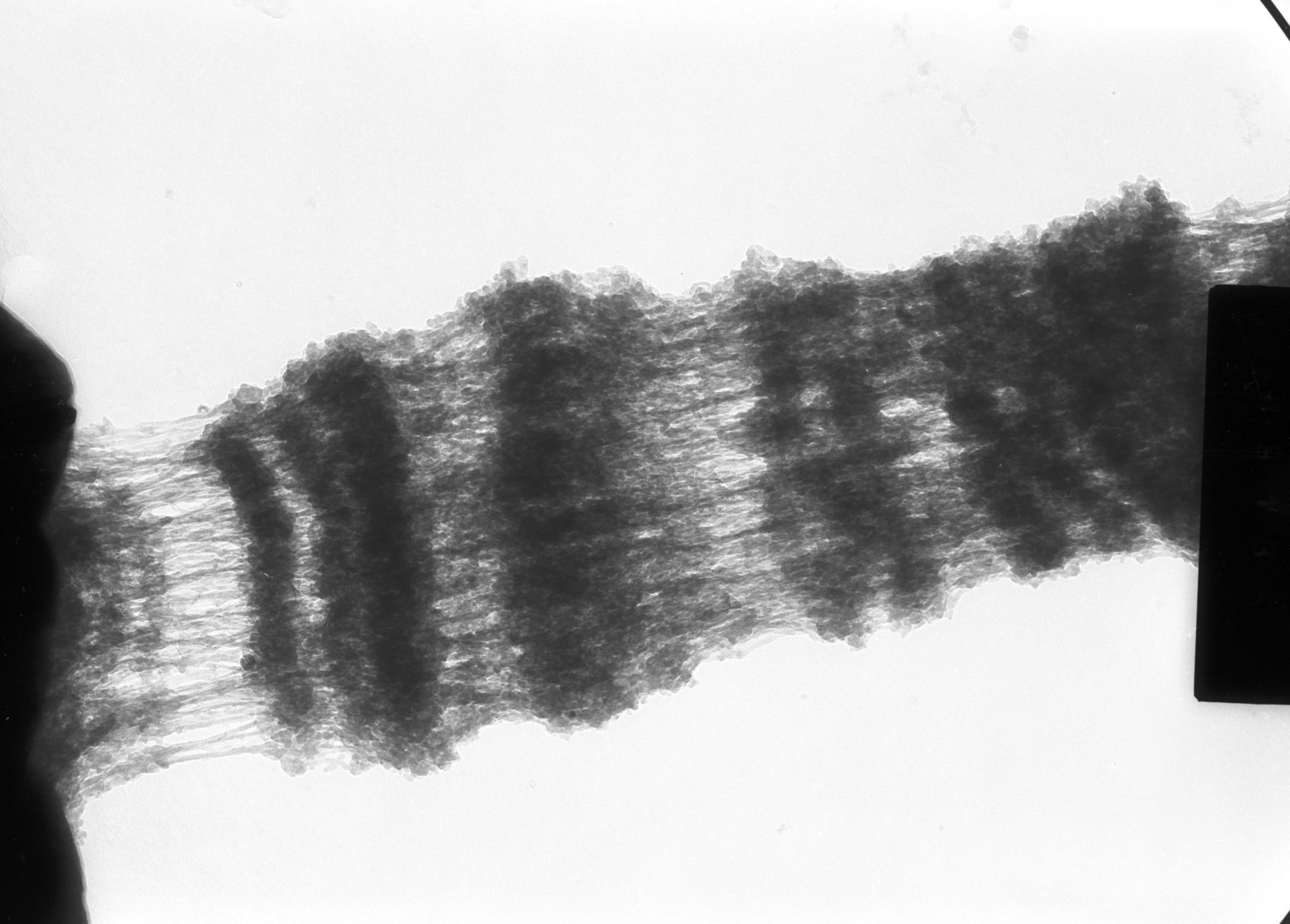 Drosophila melanogaster (Polytene chromosome) - CIL:24972