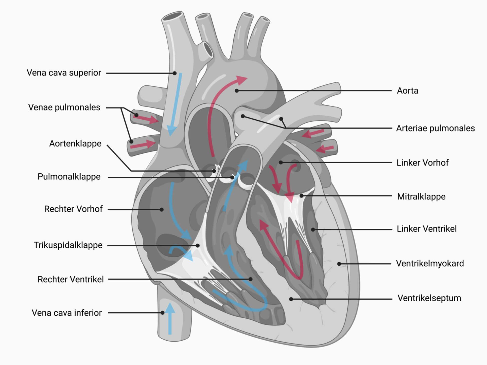 Querschnitt des Herzens (Frontalebene)