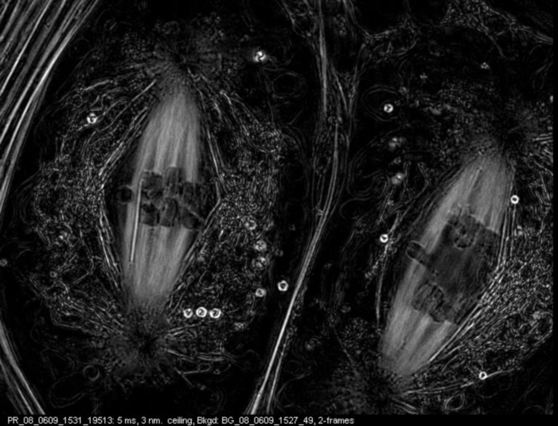 Nephrotoma suturalis (Nuclear chromosome) - CIL:12369