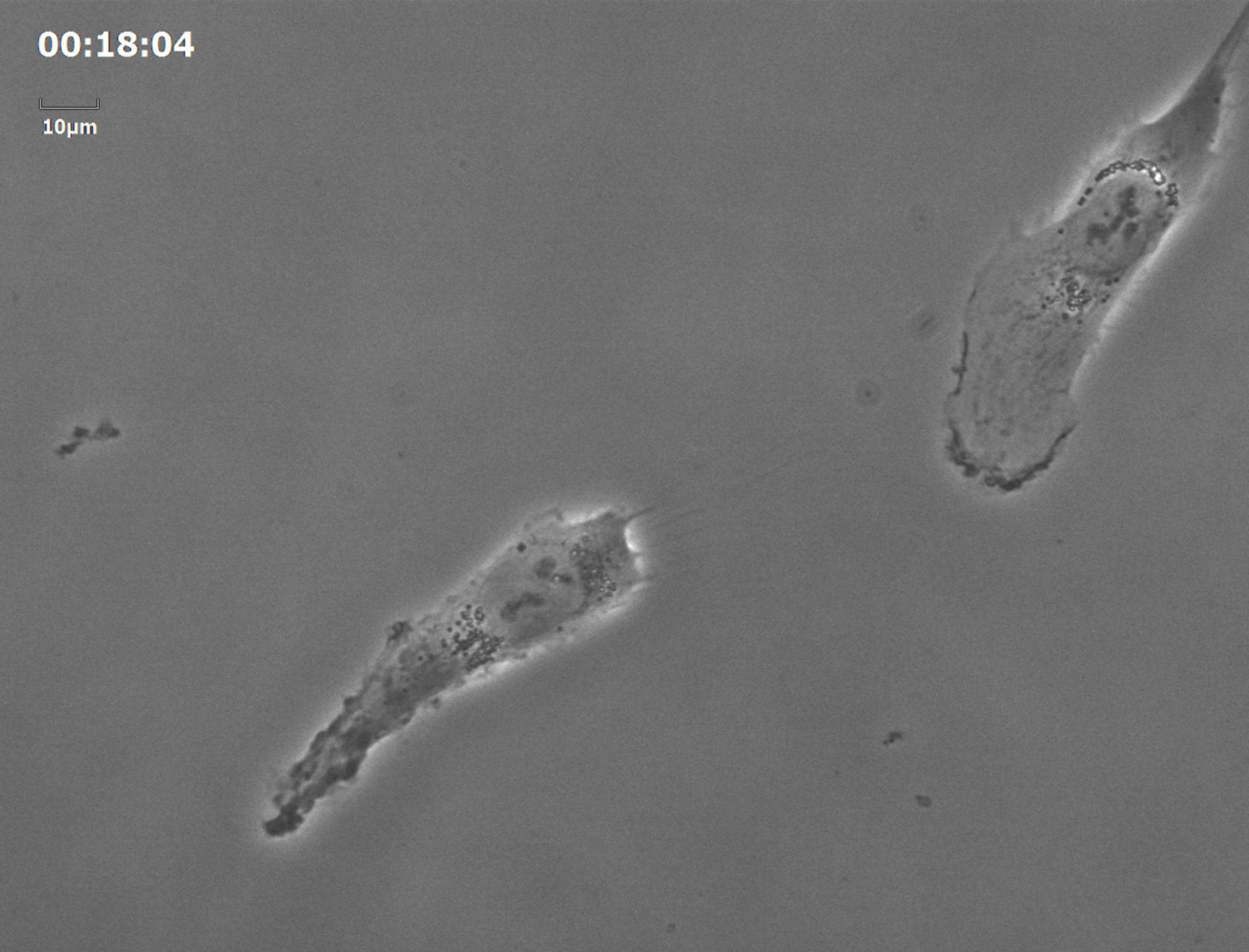 Homo sapiens (Retinal pigment epithelium) - CIL:35165