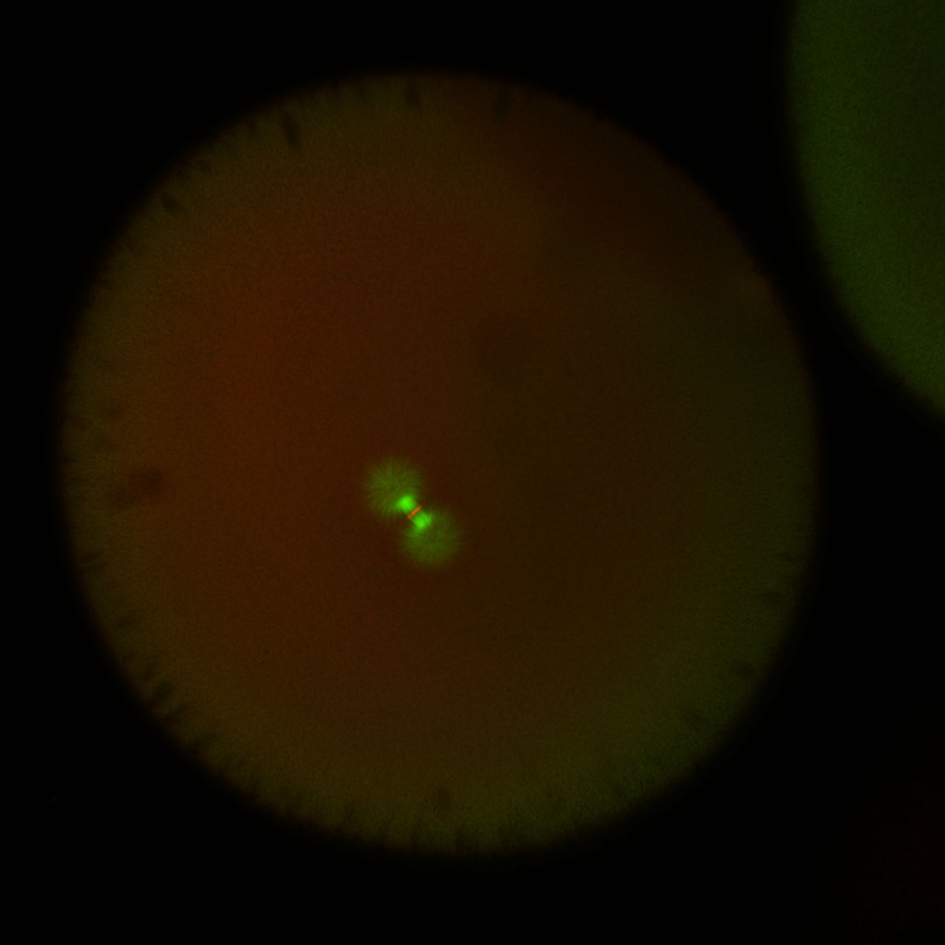 Xenopus laevis (DNA) - CIL:36537