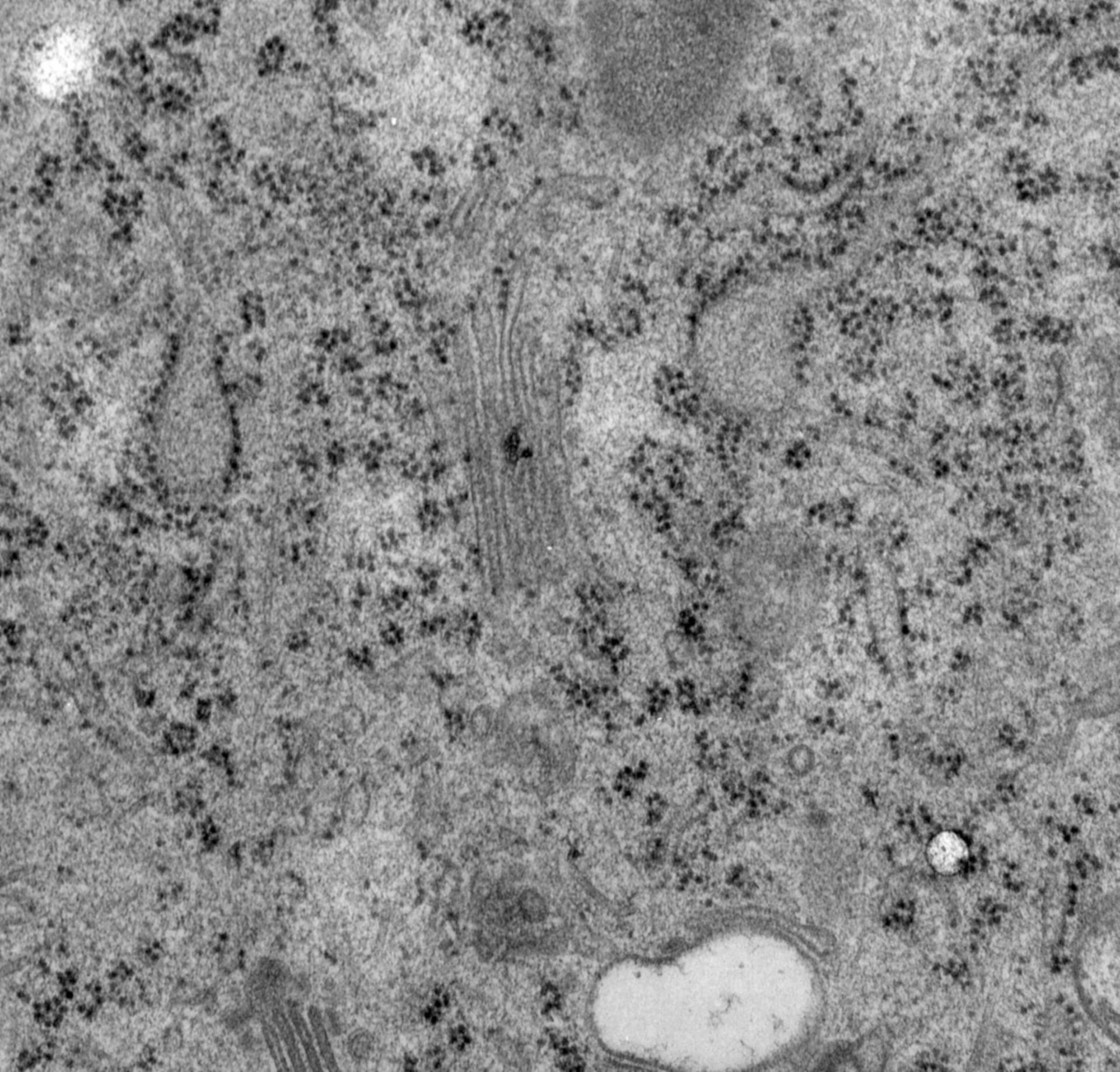 Rattus norvegicus (Golgi cisterna) - CIL:24478