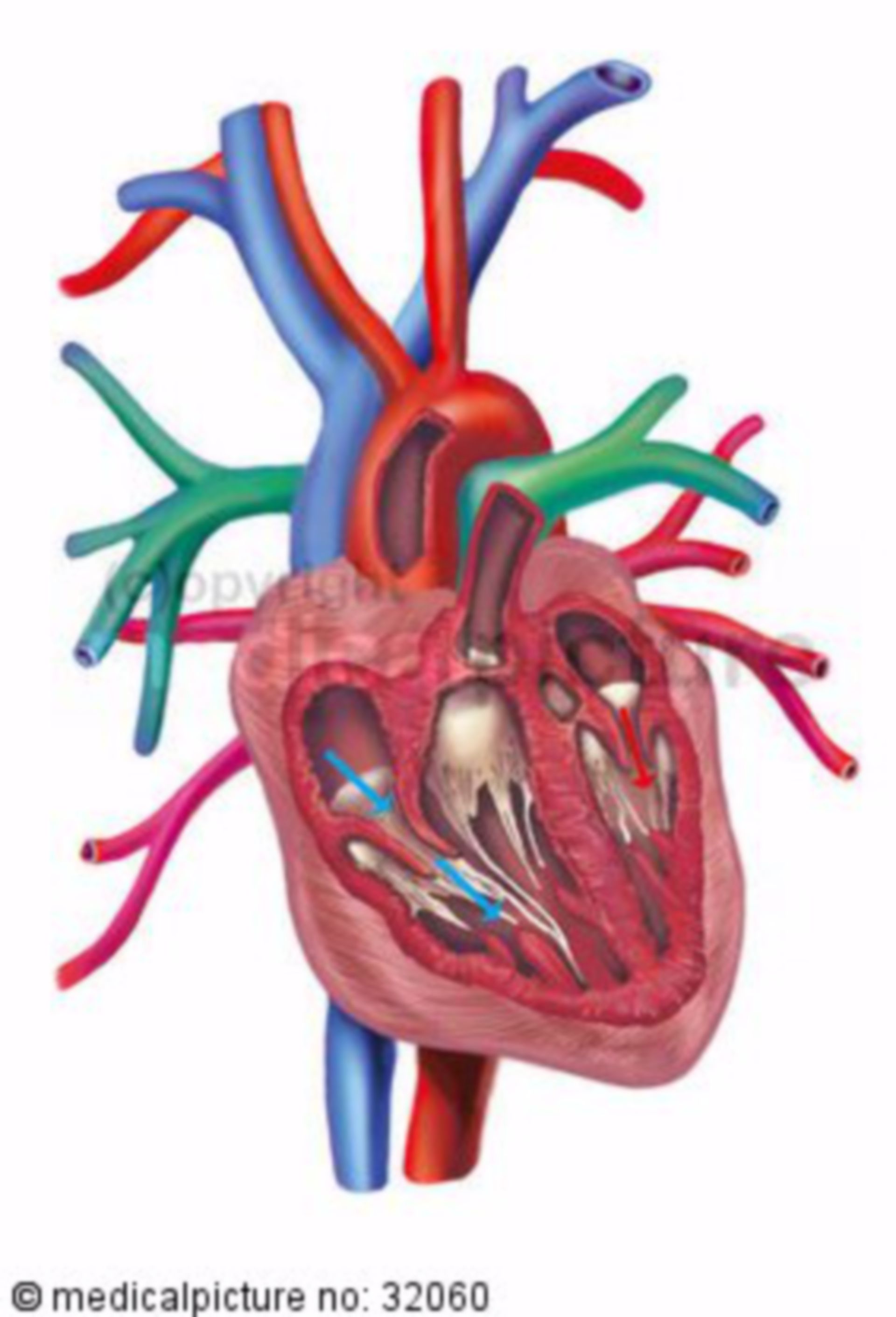 Blood flow in the human heart