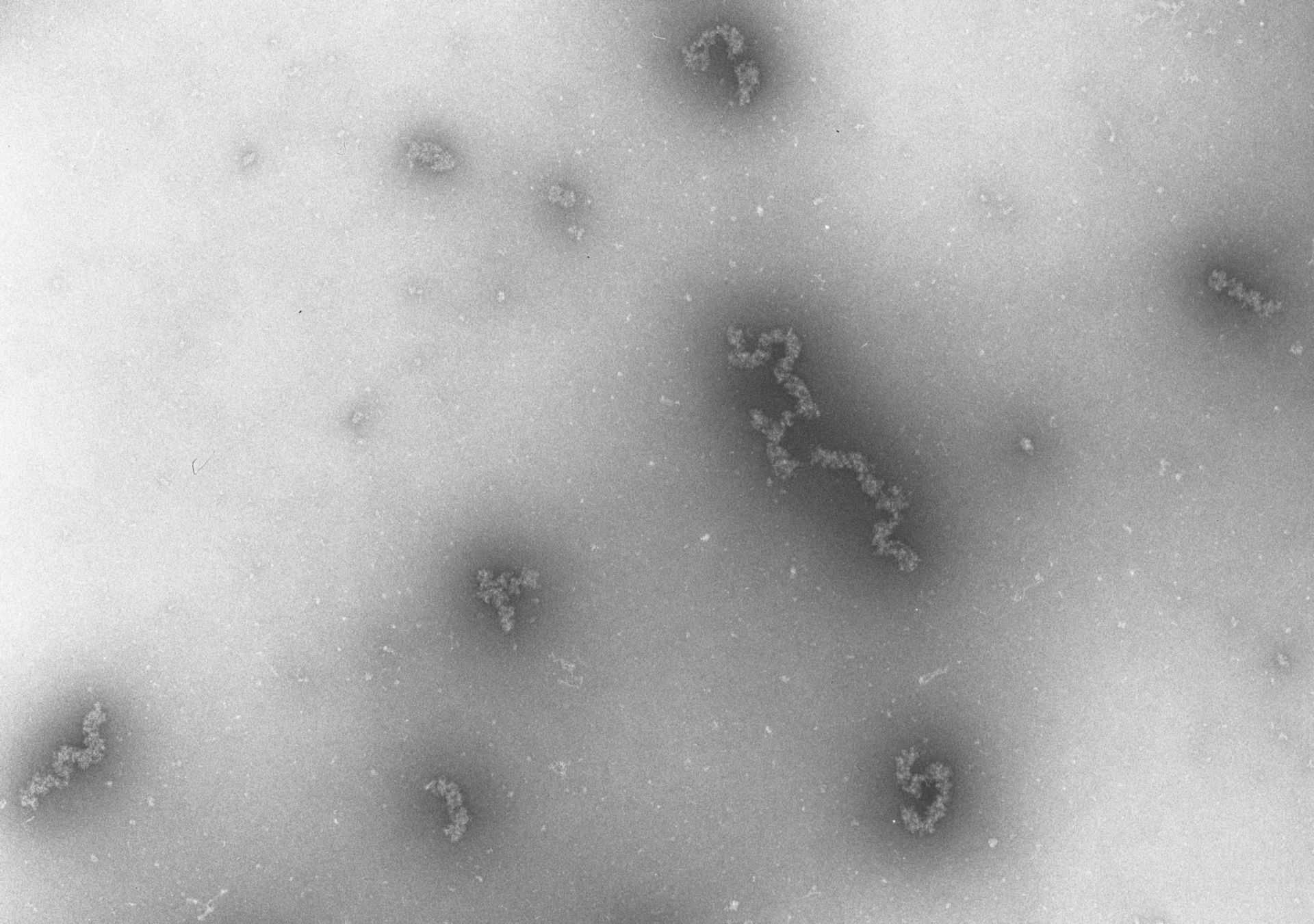 Necturus maculosus (Nucleate erythrocyte) - CIL:704