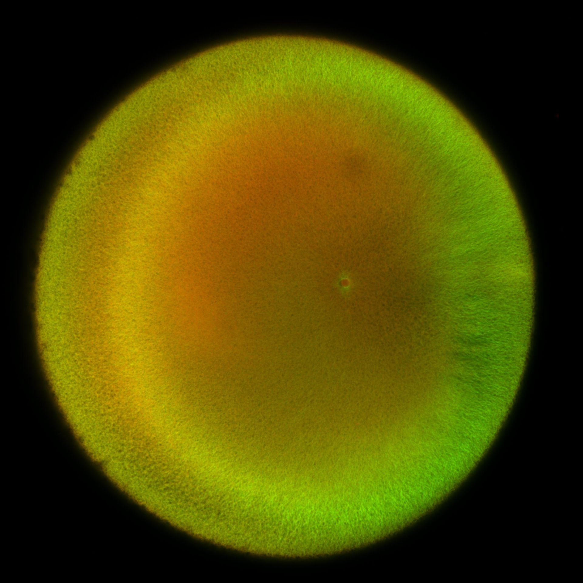 Xenopus laevis (DNA) - CIL:36490