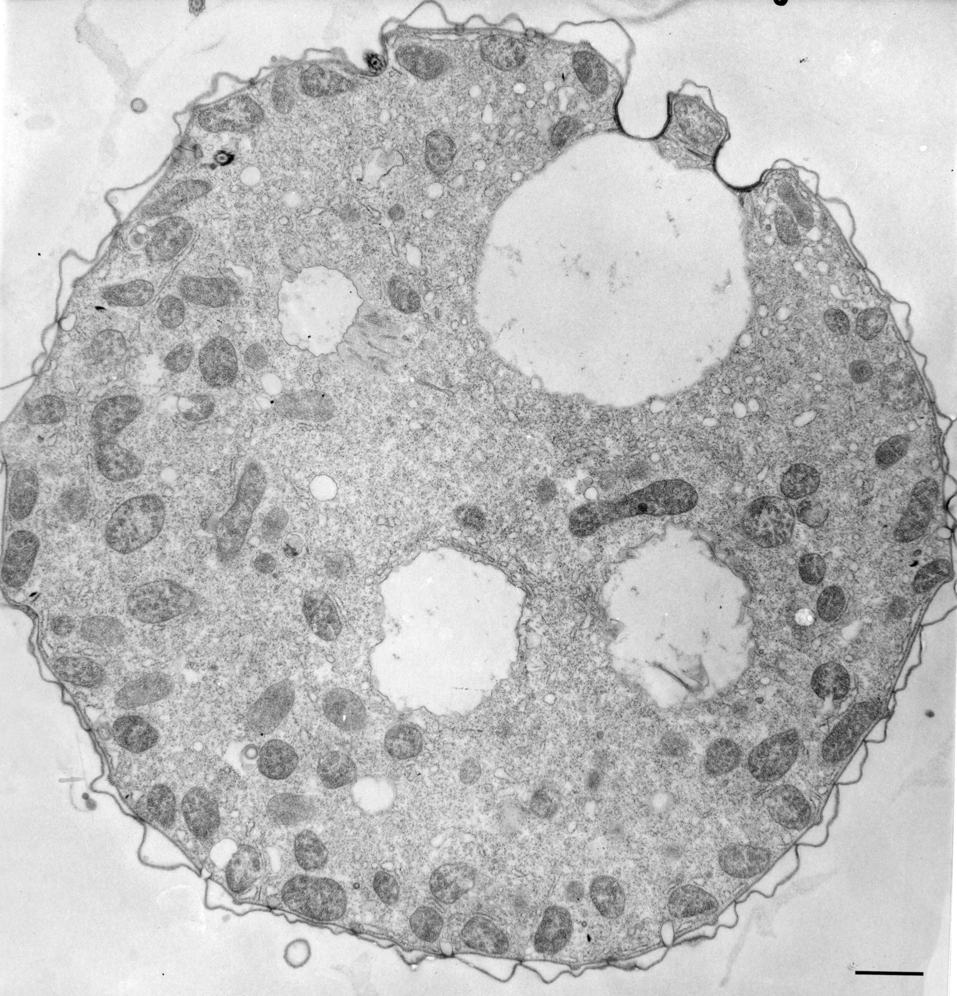 Tetrahymena pyriformis (Cell cortex) - CIL:36232