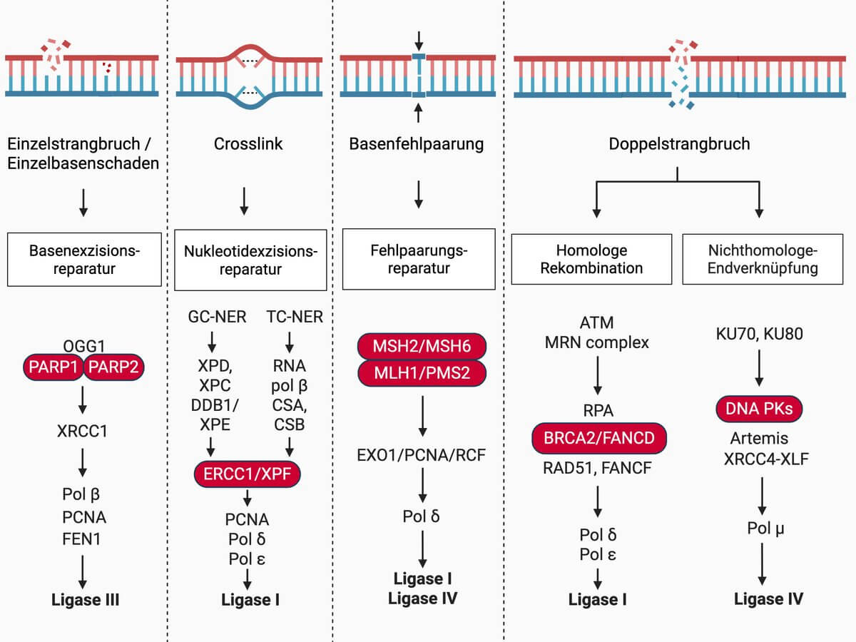 DNA-Reparatur