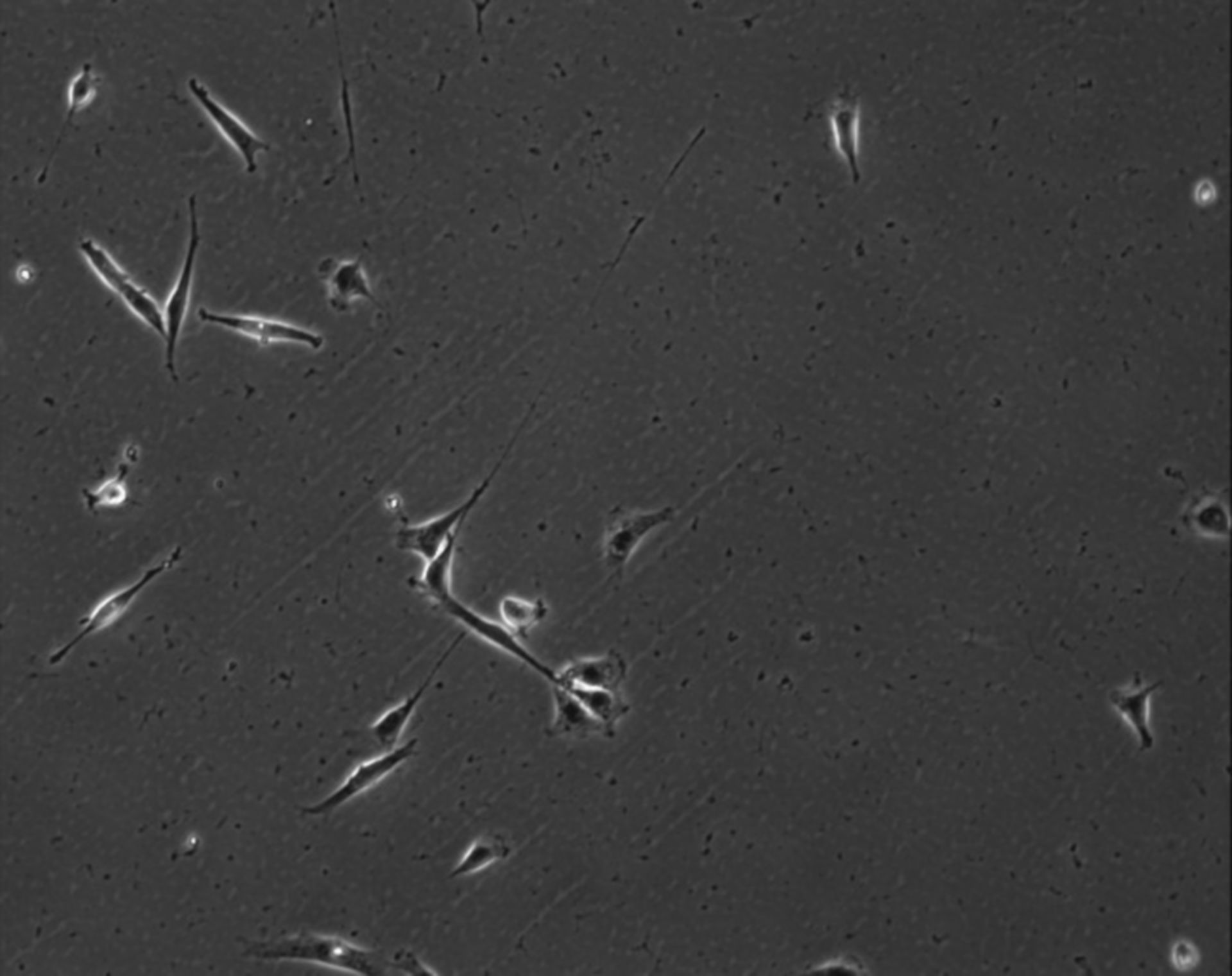 Mus musculus (Extracellular matrix part) - CIL:7819