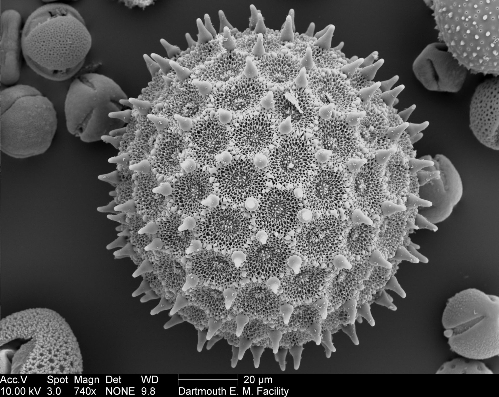 Ipomea purpurea (Pollen wall) - CIL:40351