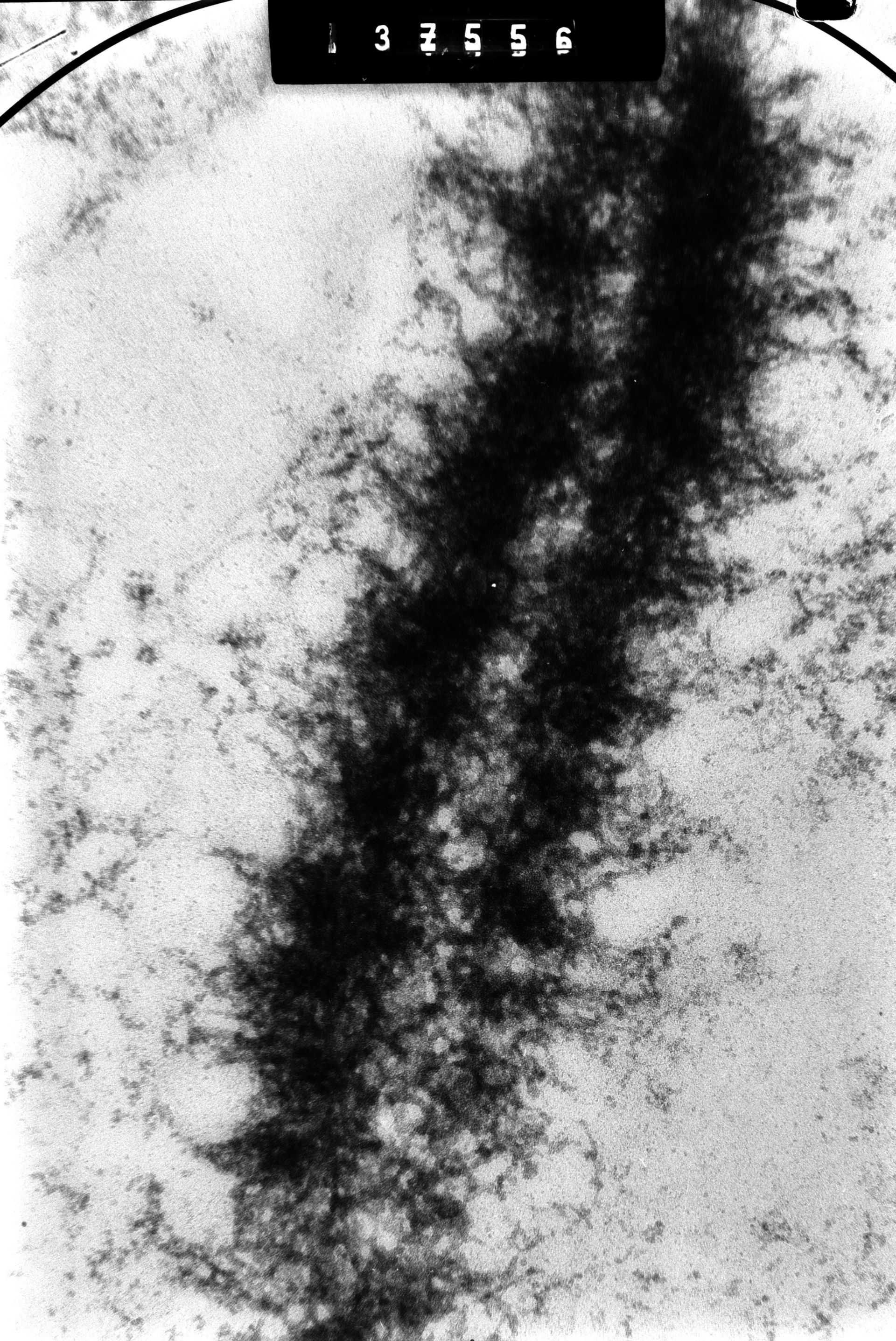 Cricetulus griseus (Nuclear chromosome) - CIL:41615