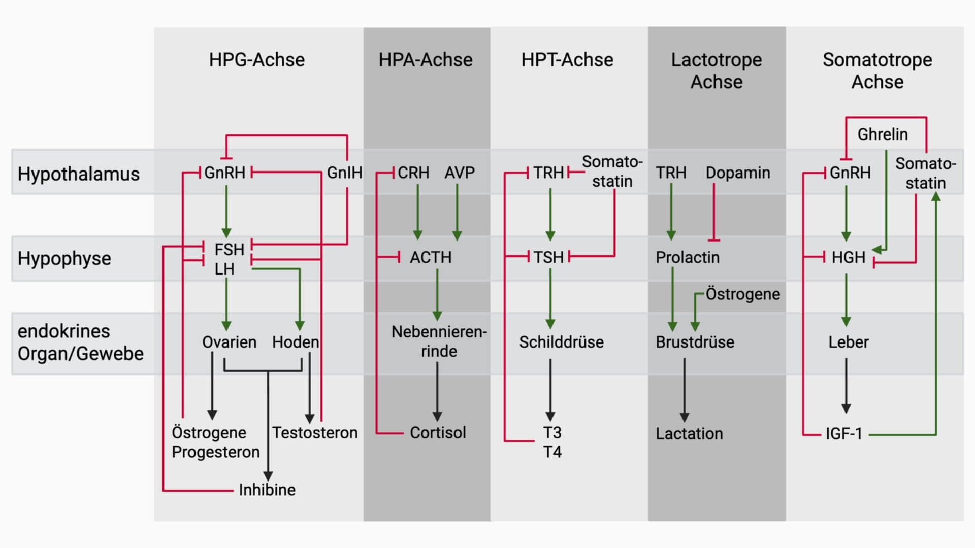 Hypothalamus-Hypophysen-Achse