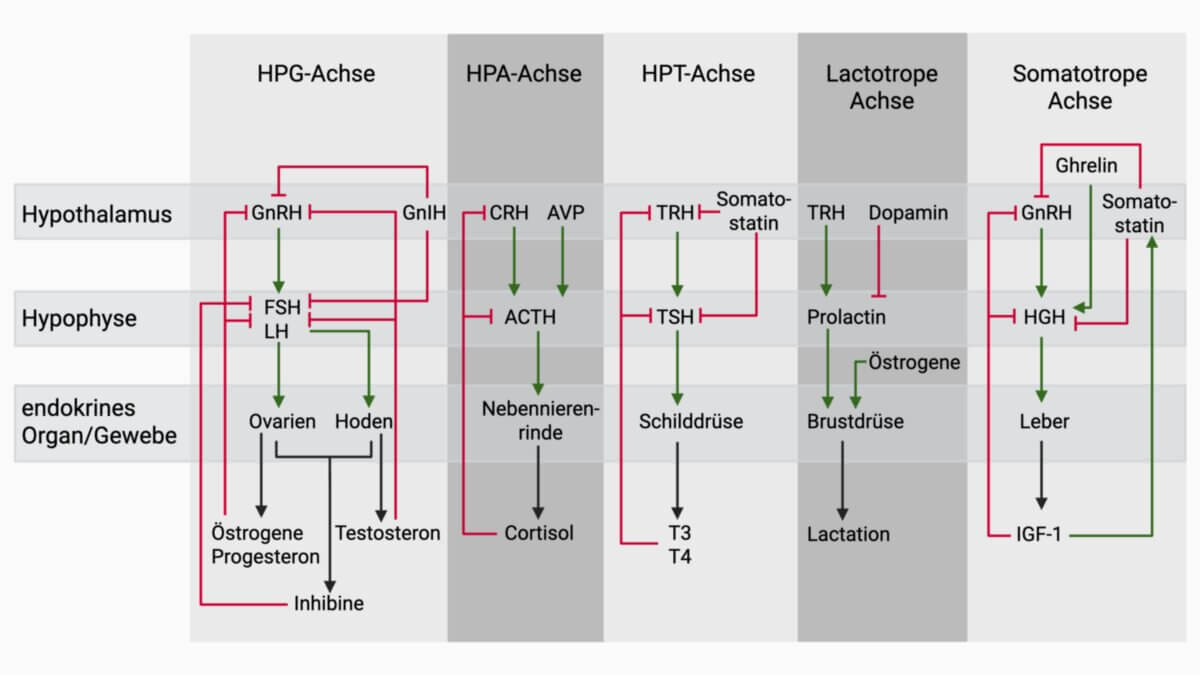 Hypothalamus-Hypophysen-Achse