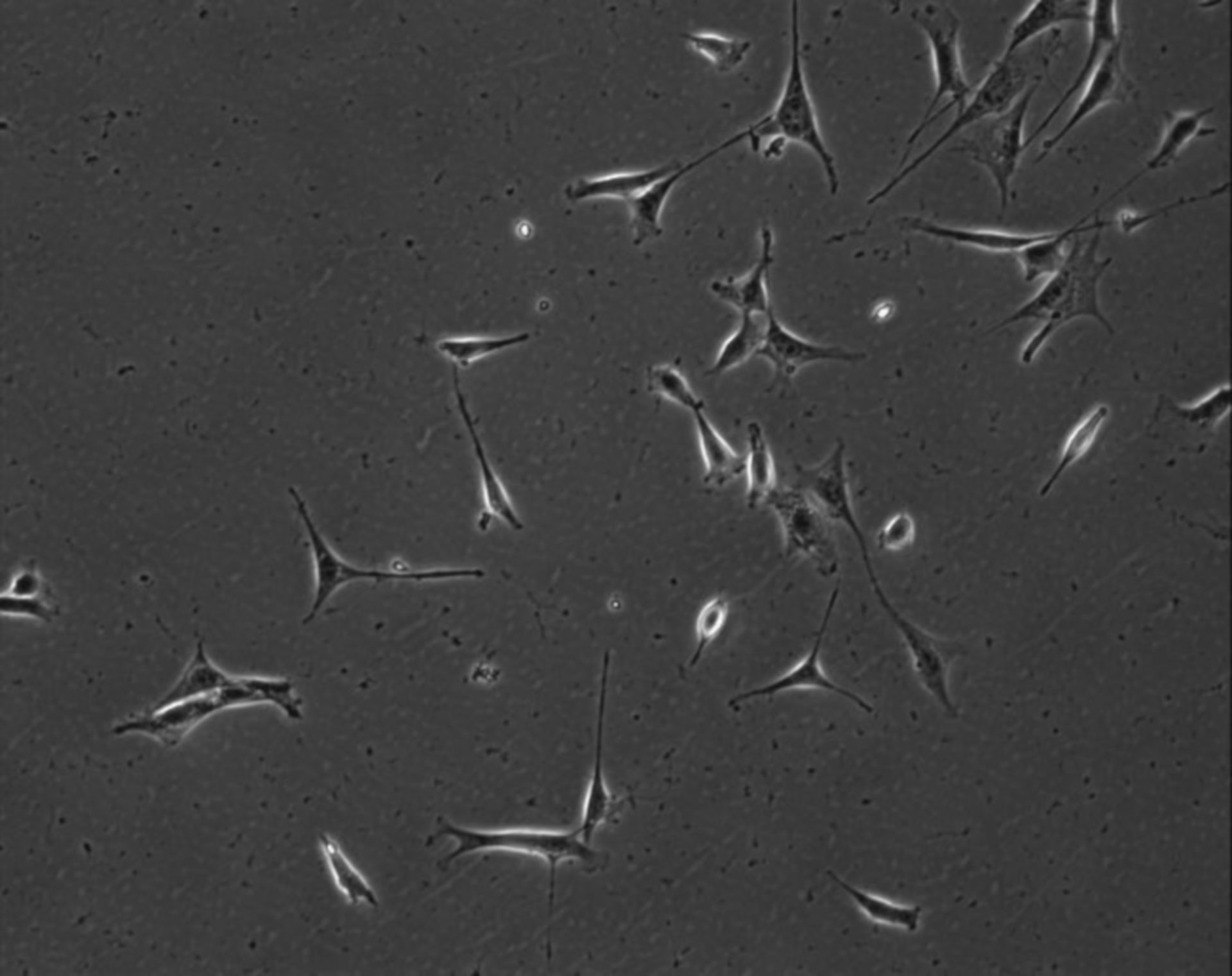 Mus musculus (Extracellular matrix part) - CIL:7852