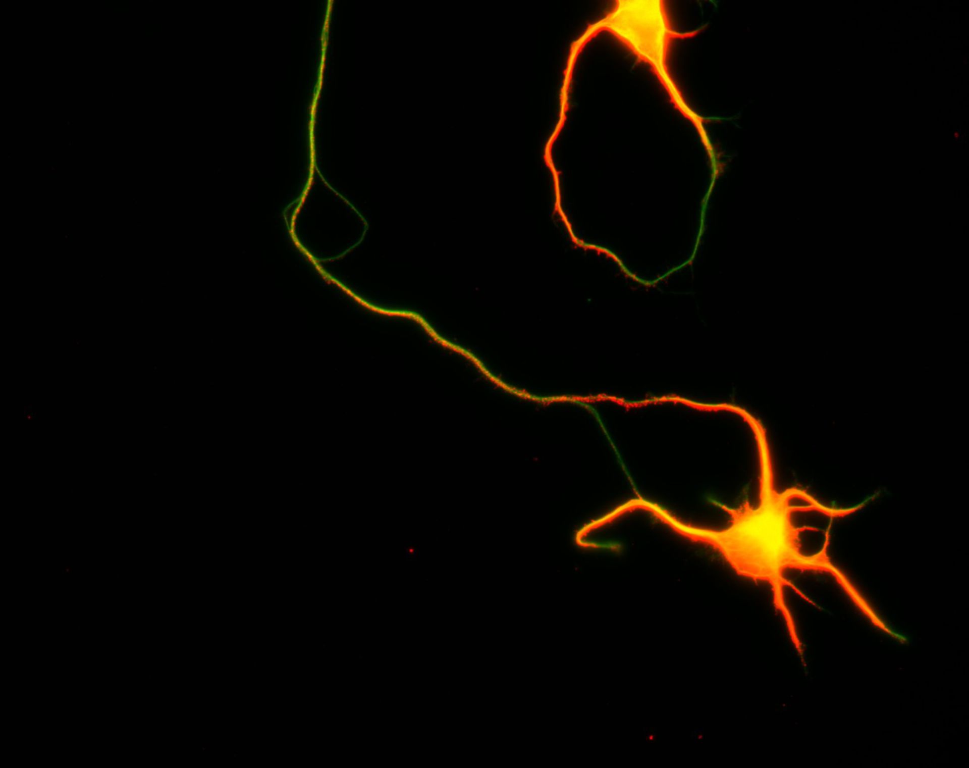 Rattus (Dendrite) - CIL:8474