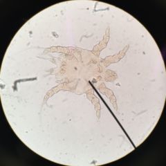 Chorioptes DocCheck Flexikon