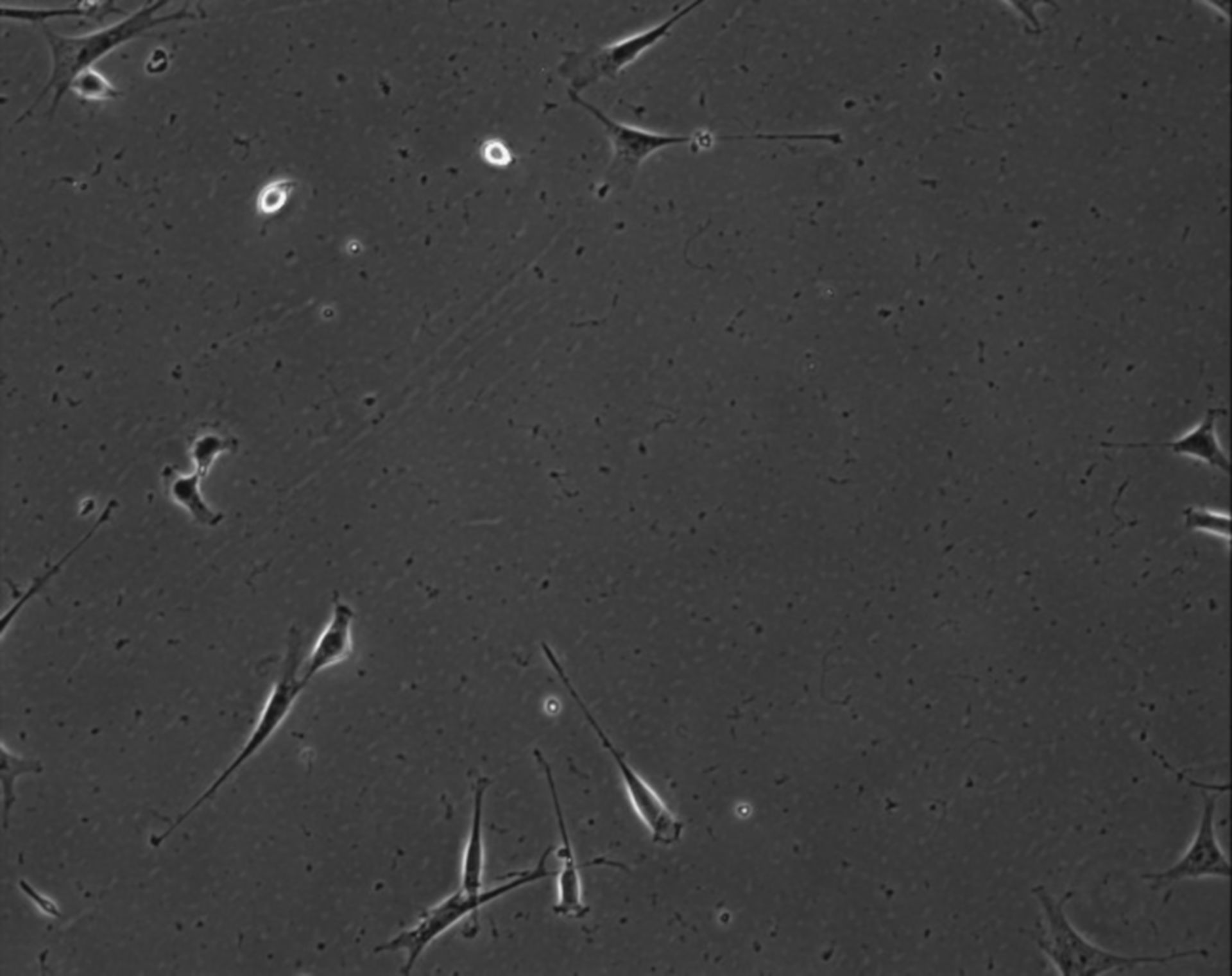 Mus musculus (Extracellular matrix part) - CIL:7865