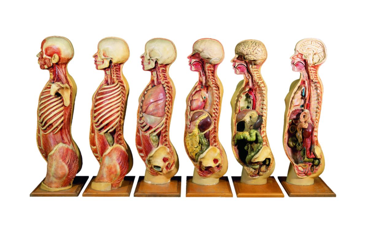 Толстый человек анатомия. Музей анатомии в Дрездене. Музей гигиены в Дрездене стеклянный человек. Музей человеческой анатомии. Музей анатомии человека в Германии.