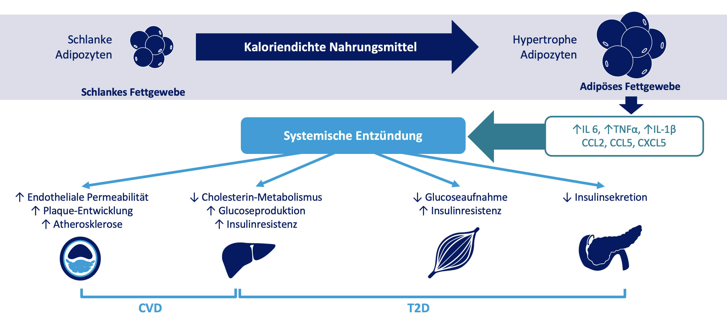 systemische_entzu_ndung_original.jpg