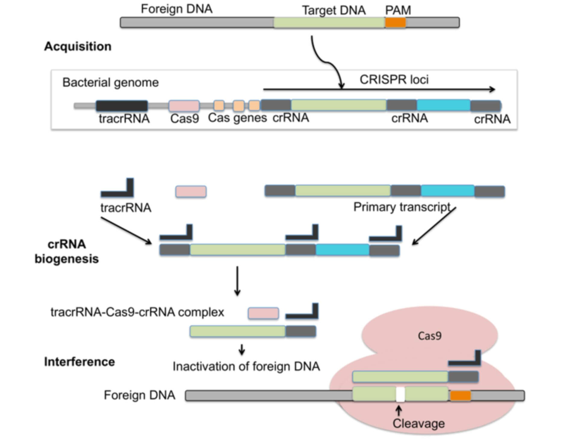 Microbial Genome Editing Based on CRISPR/Cas9